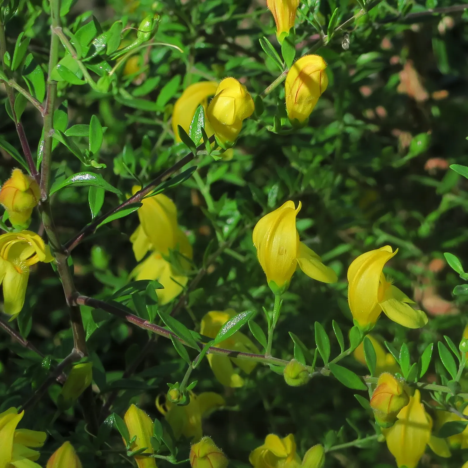 Yellow Bush Snapdragon (Keckiella Antirrhinoides) — Keckiella antirrhinoides requires a well-drained site and thrives in full sun to partial shade conditions
