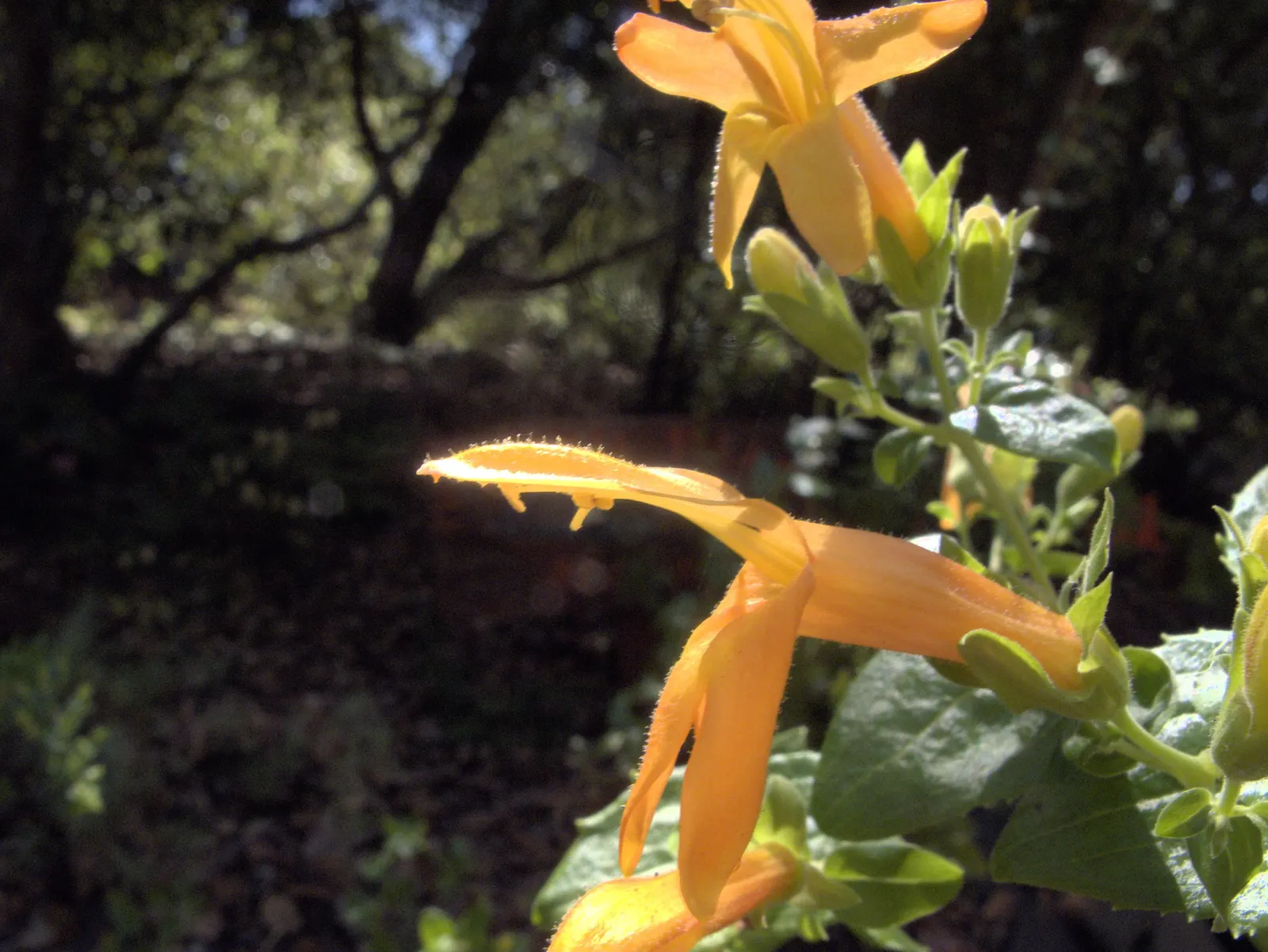 Yellow Bush Snapdragon (Keckiella Antirrhinoides) — making it an eye-catching feature throughout its bloom period