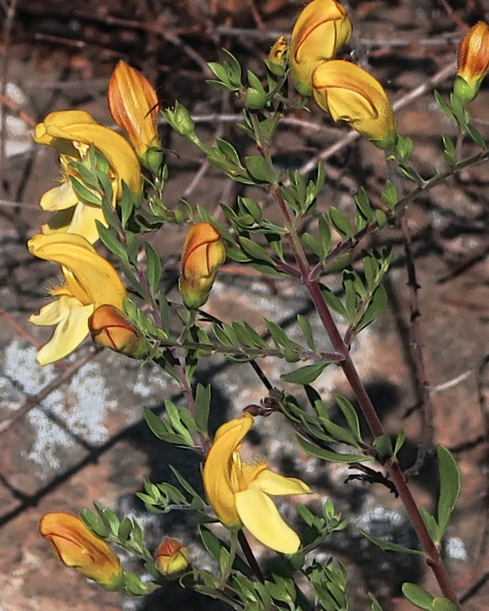 Yellow Bush Snapdragon (Keckiella Antirrhinoides) — Prune lightly for shape and to promote denser growth
