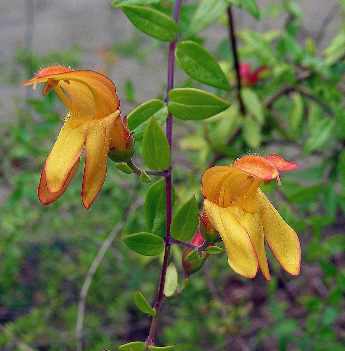 Yellow Bush Snapdragon (Keckiella Antirrhinoides) — scientifically named Keckiella antirrhinoides