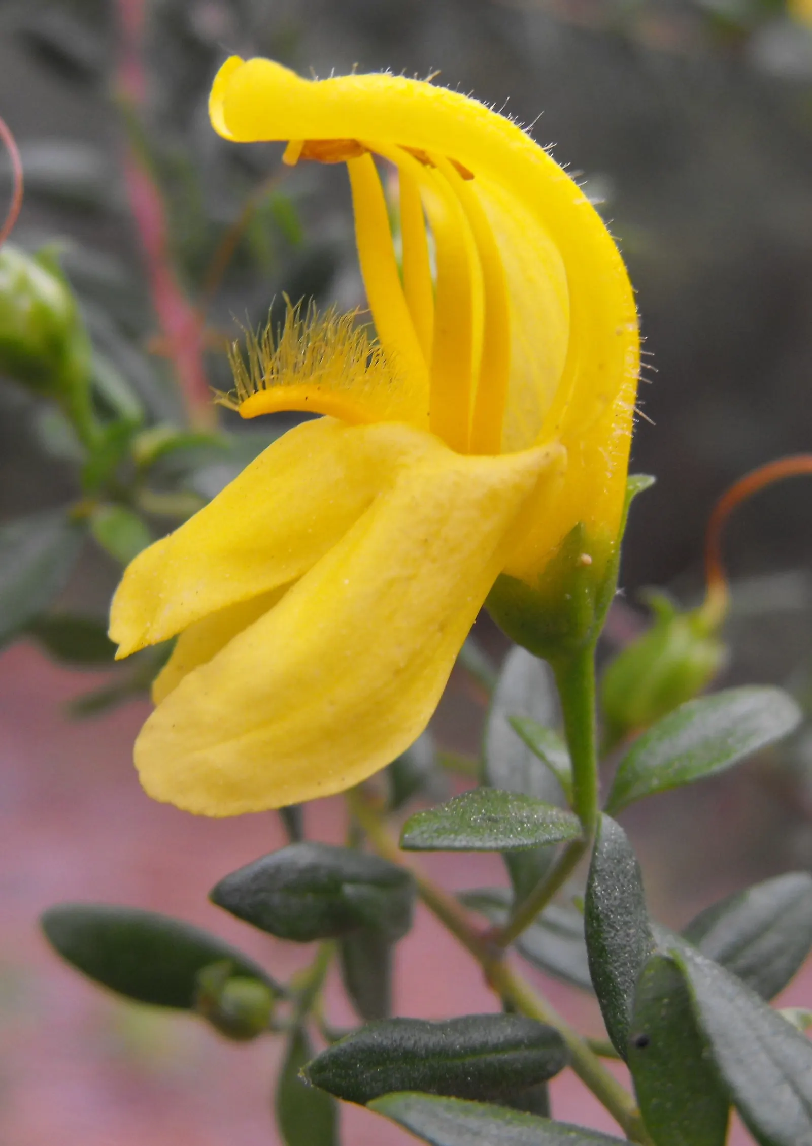 Yellow Bush Snapdragon (Keckiella Antirrhinoides) — The Yellow Bush Snapdragon (Keckiella antirrhinoides) is a vibrant perennial shrub native to California