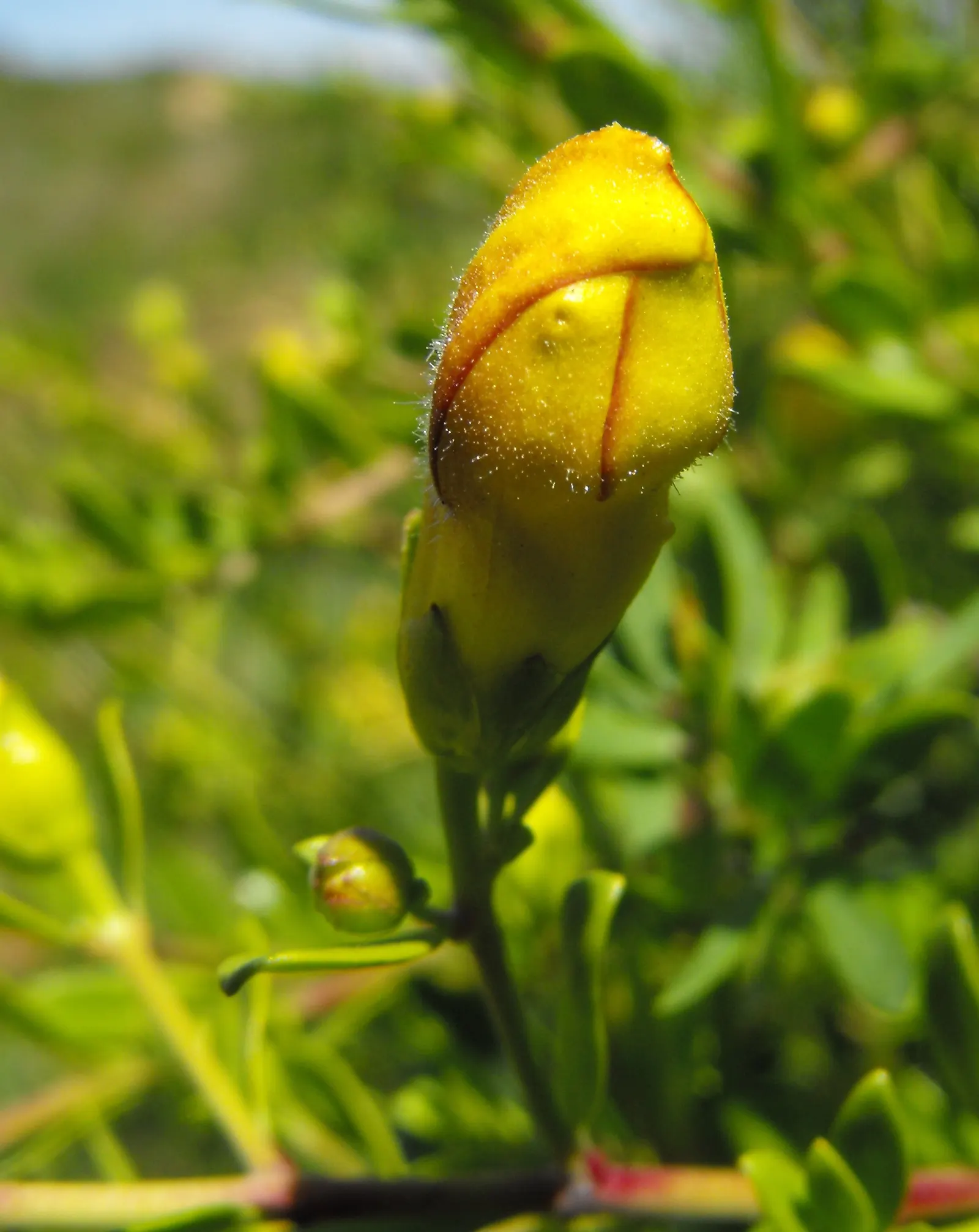 Yellow Bush Snapdragon (Keckiella Antirrhinoides) — offers a vibrant flair to any landscape with its bright yellow