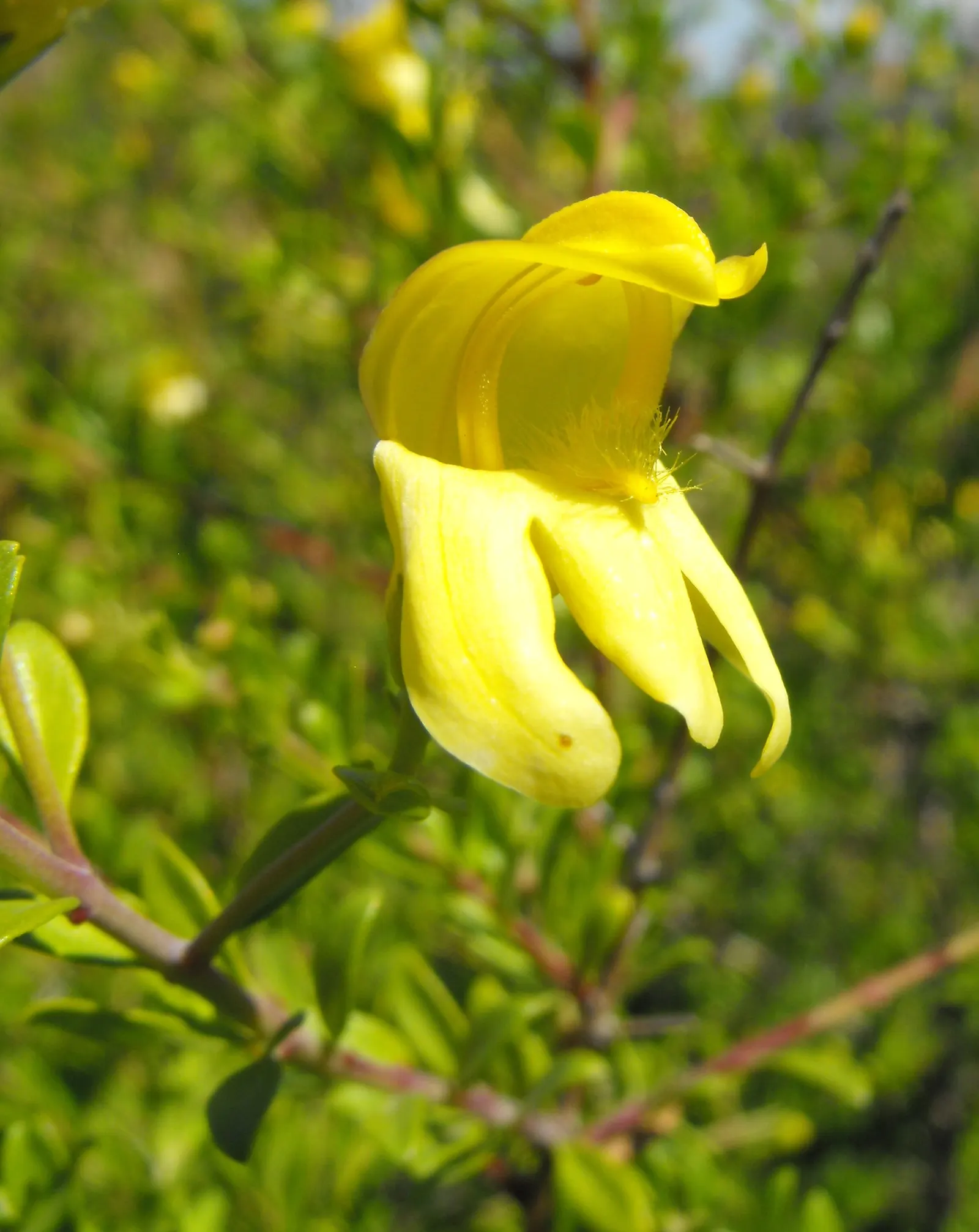 Yellow Bush Snapdragon (Keckiella Antirrhinoides) — it exhibits an upright and somewhat sprawling habit