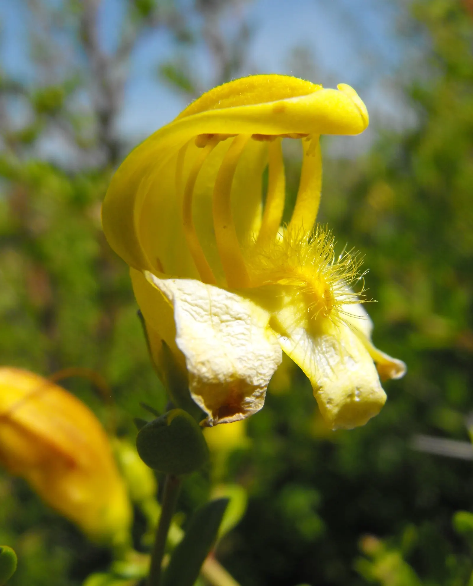Yellow Bush Snapdragon (Keckiella Antirrhinoides) — Its woody stems are covered with narrow