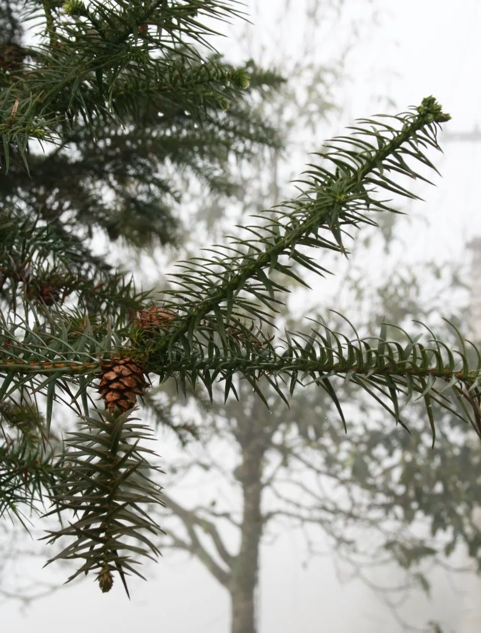 China Fir (Cunninghamia Lanceolata) — gracefully adorns the branches with a deep