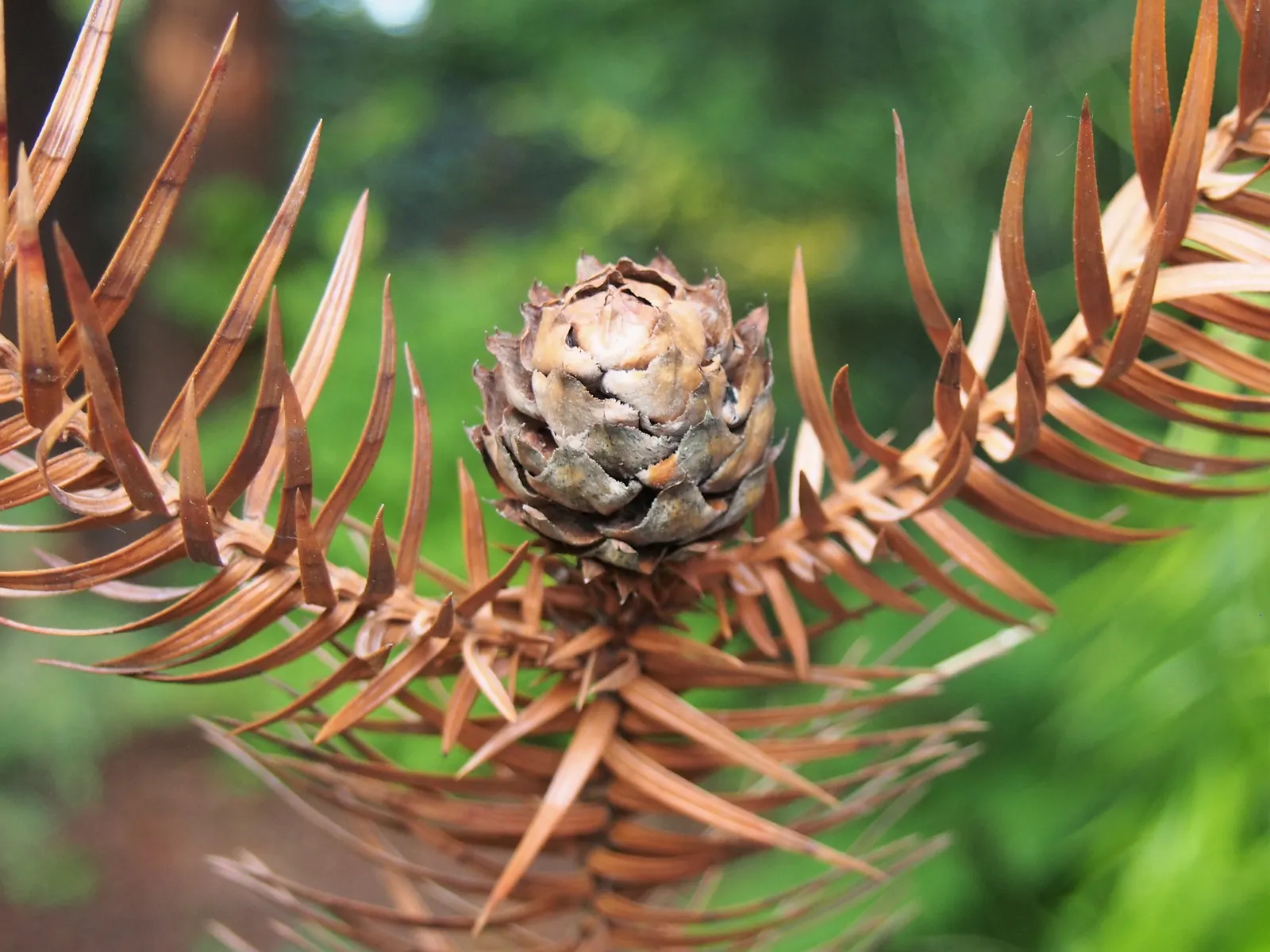 China Fir (Cunninghamia Lanceolata) — reaching heights of 40-70 feet with a spread of 15-30 feet; the bark adds to the plant's beauty with a, image 38