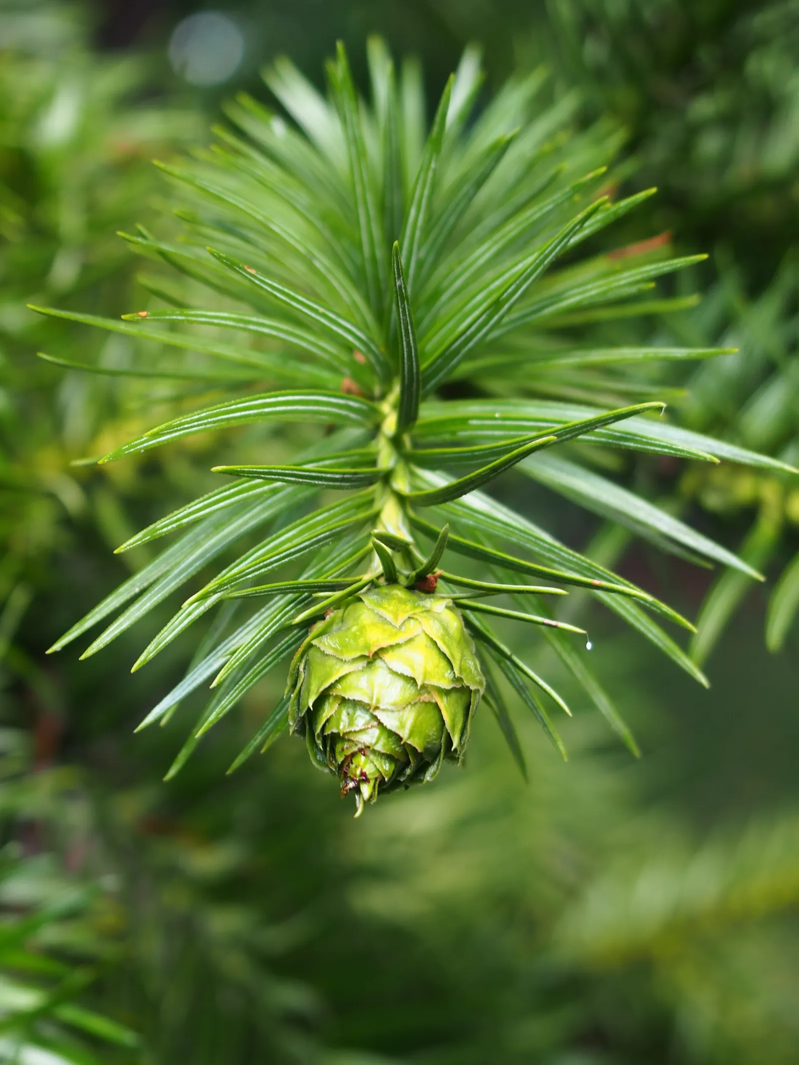 China Fir (Cunninghamia Lanceolata) — composed of lance-shaped leaves that measure up to 3 inches in length; offering dense foliage and a, image 80