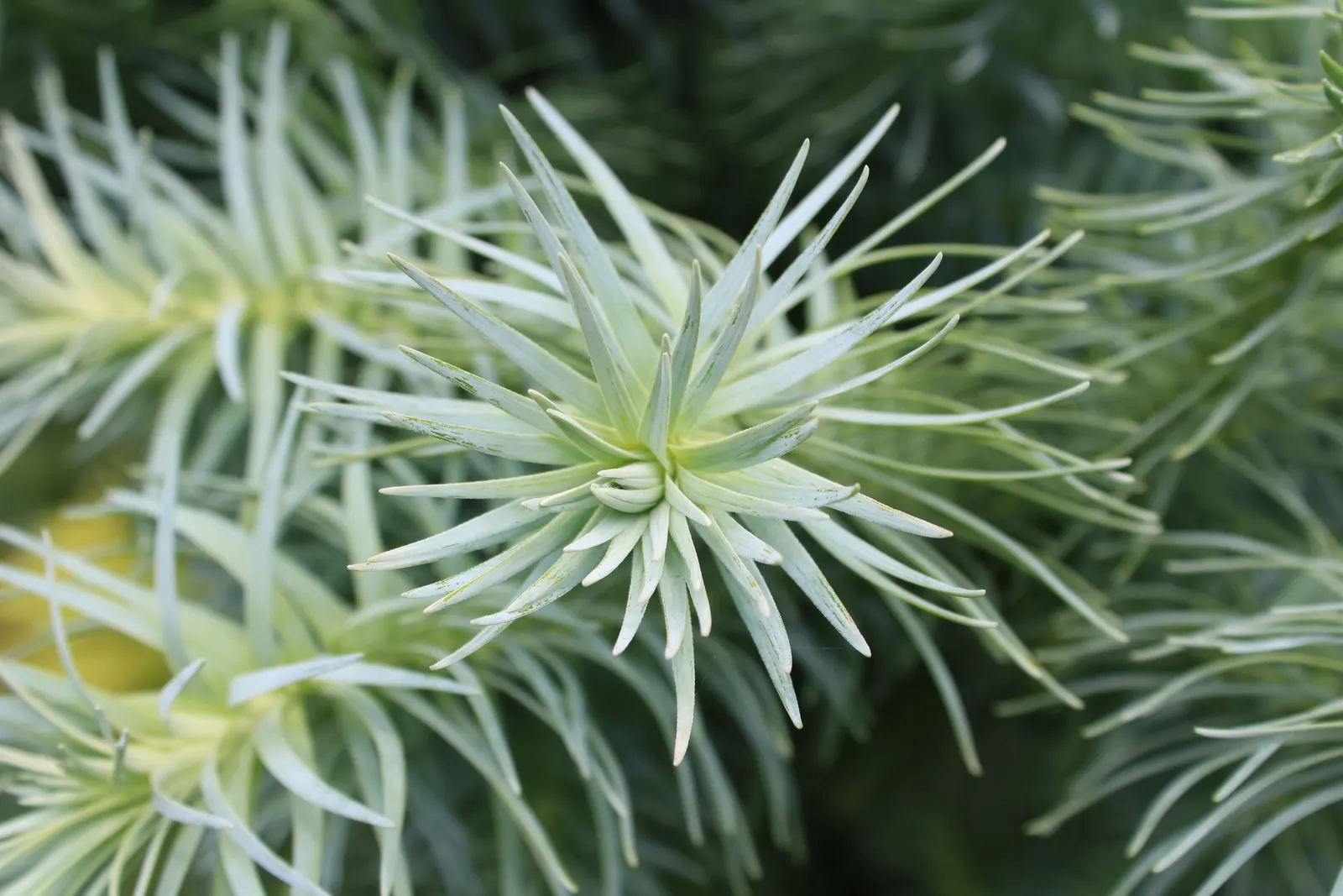 China Fir (Cunninghamia Lanceolata) — providing year-round interest and moderate drought tolerance once established; its lance-shaped, blue-green leaves add a