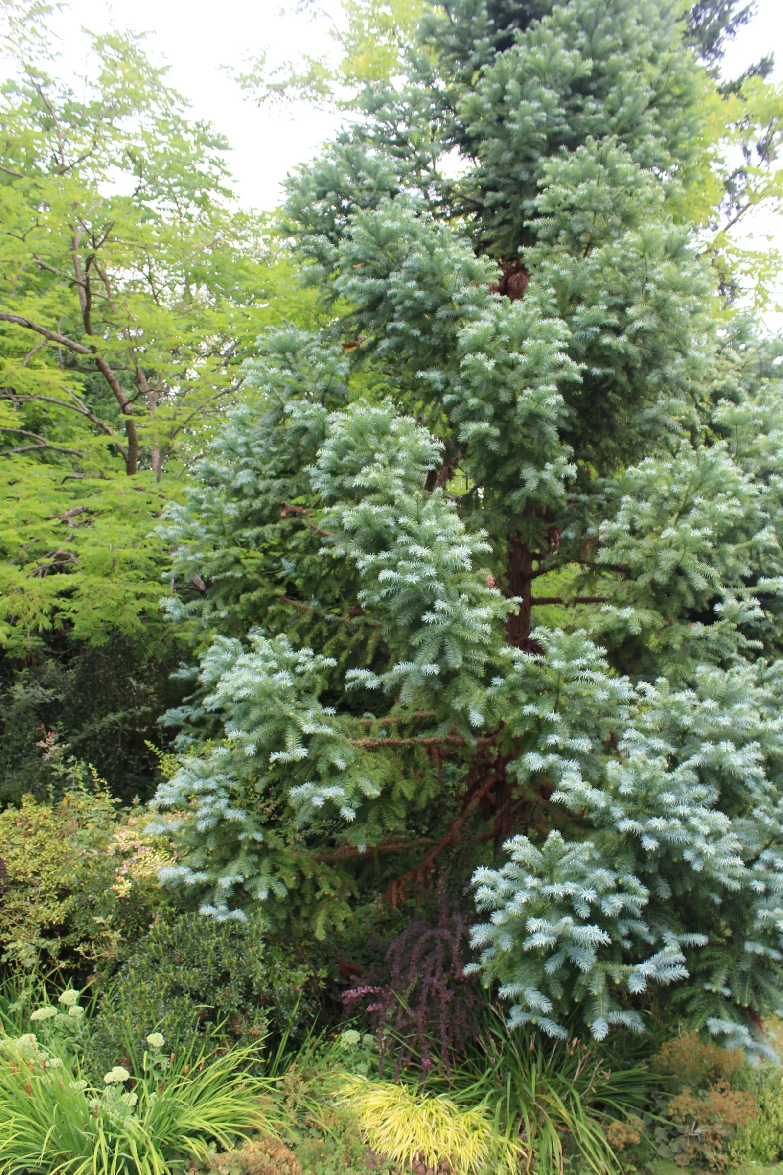 China Fir (Cunninghamia Lanceolata) — Hardy in USDA zones 7-9, this specimen thrives in full sun and well-drained soil; the China Fir, or, image 76