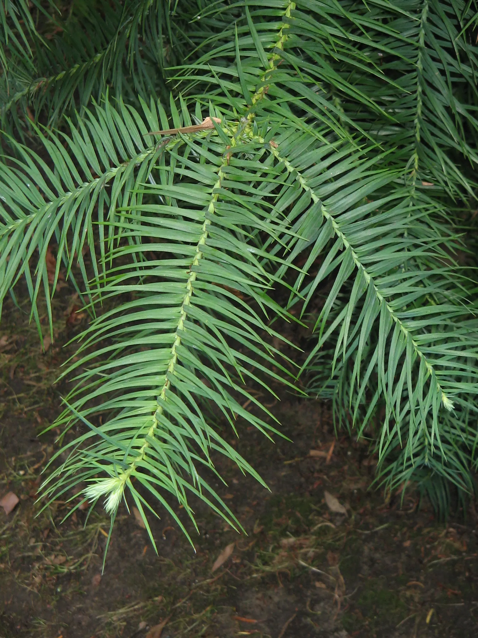 China Fir (Cunninghamia Lanceolata) — offering dense foliage and a commanding presence; composed of lance-shaped leaves that measure up to 3 inches in length