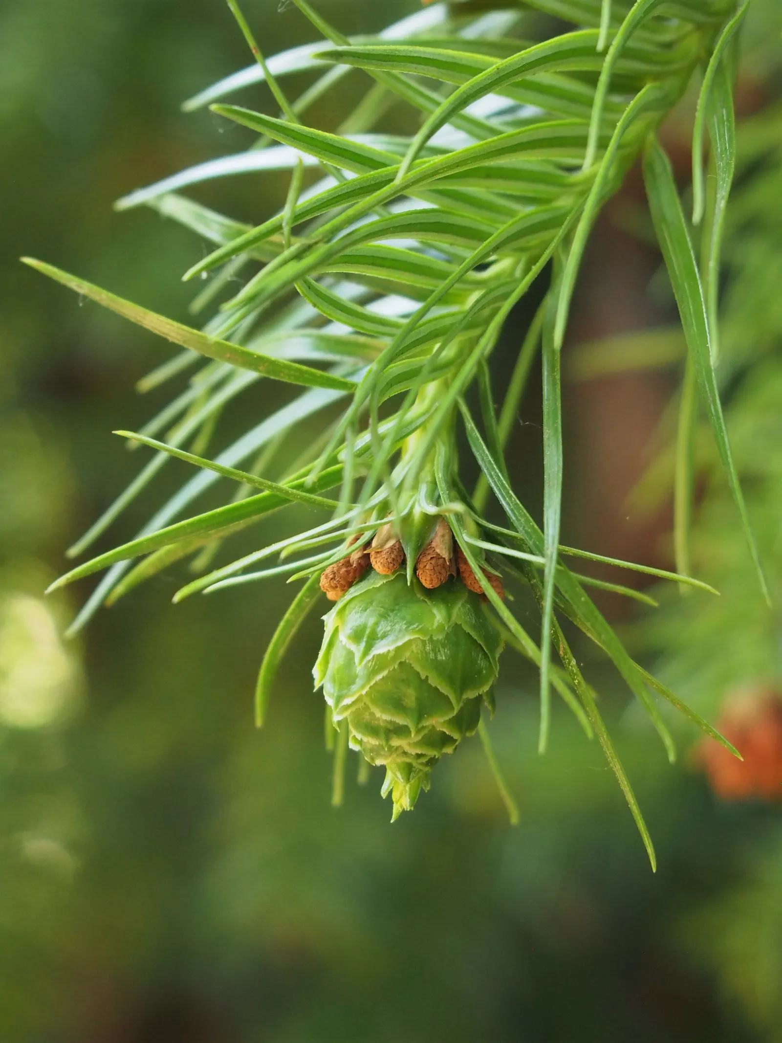China Fir (Cunninghamia Lanceolata) — It's perfect for creating vertical accents in large landscapes; making it suitable for a variety of landscape, image 77