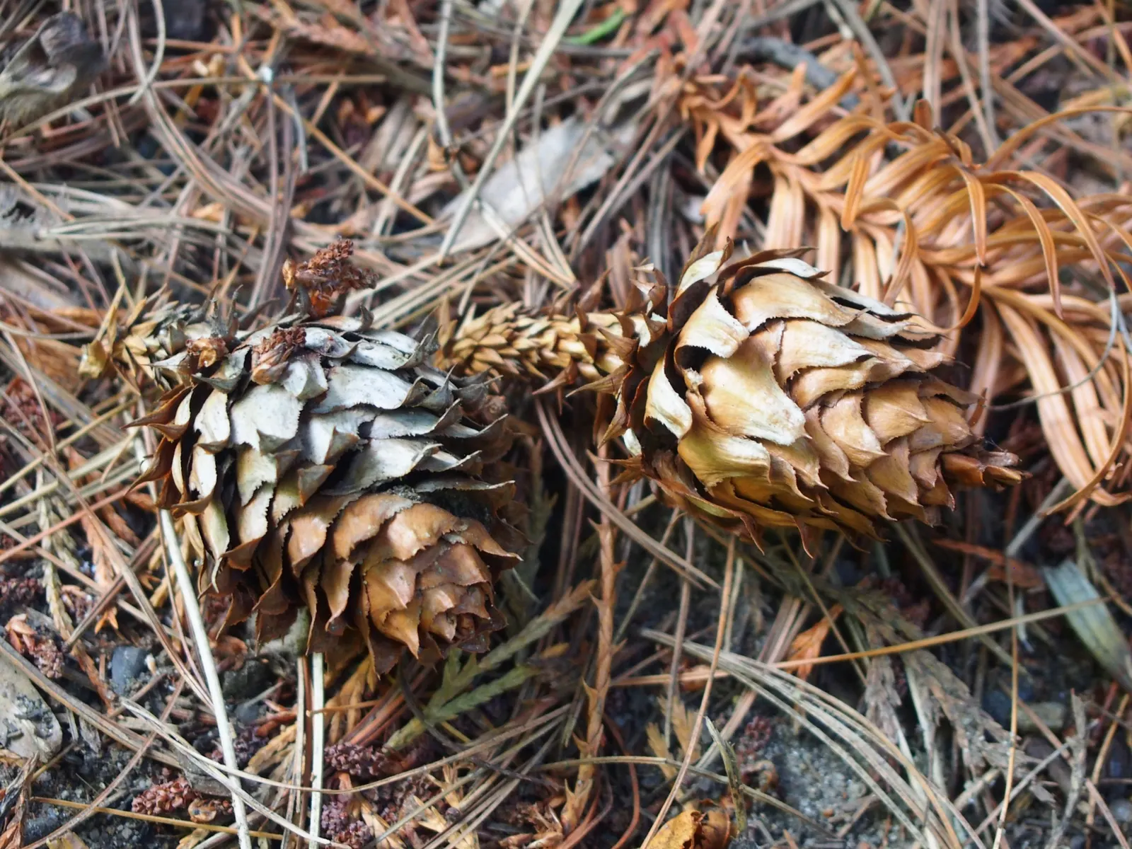 China Fir (Cunninghamia Lanceolata) — Its lance-shaped, blue-green leaves add a unique texture, while the conical form exudes elegance; conifer /, image 39