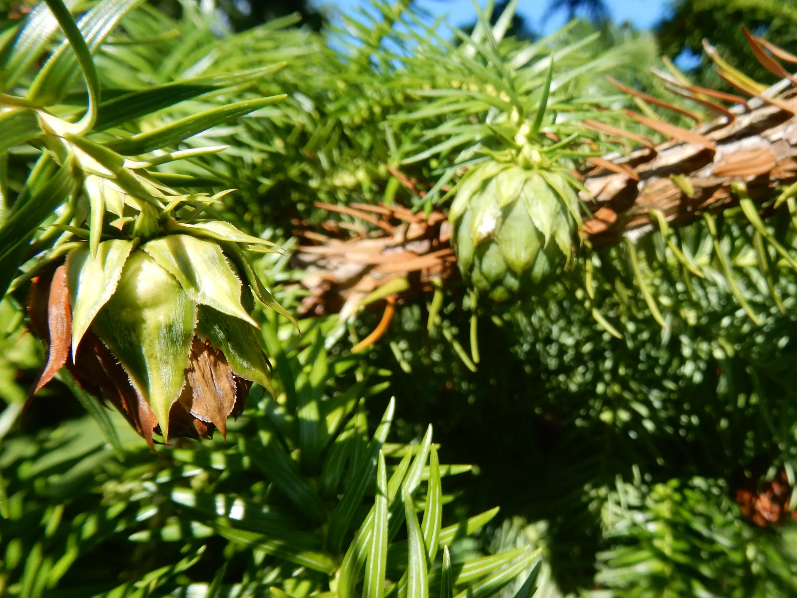 China Fir (Cunninghamia Lanceolata) — gracefully adorns the branches with a deep; providing year-round interest and moderate drought tolerance once, image 45