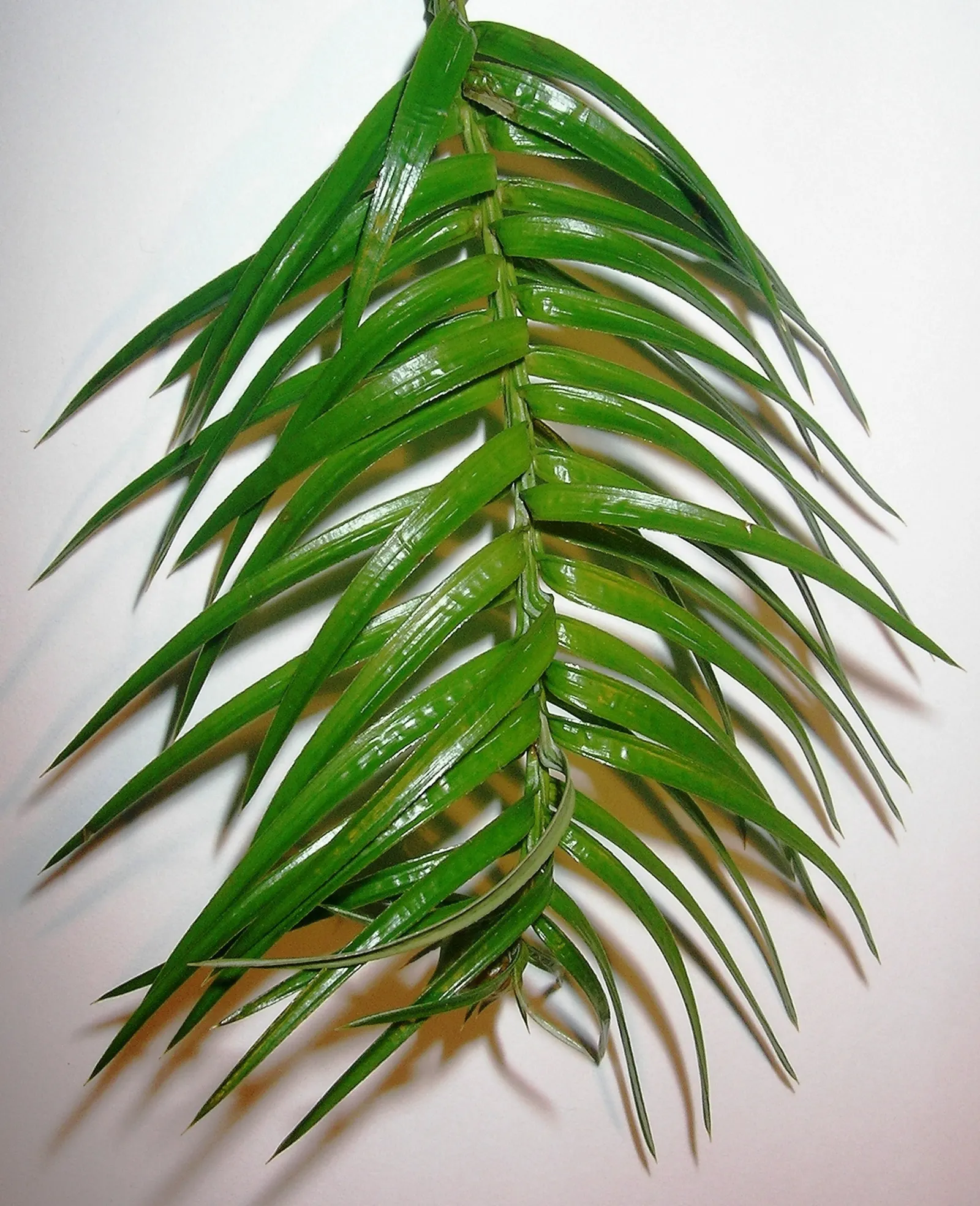 China Fir (Cunninghamia Lanceolata) — The bark adds to the plant's beauty with a reddish-brown tint that peels off in narrow strips; reaching, image 47