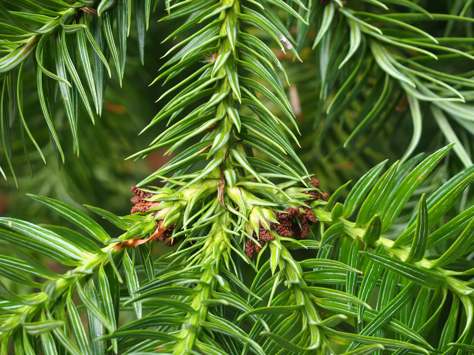 China Fir (Cunninghamia Lanceolata) — It's perfect for creating vertical accents in large landscapes; making it suitable for a variety of landscape, image 41