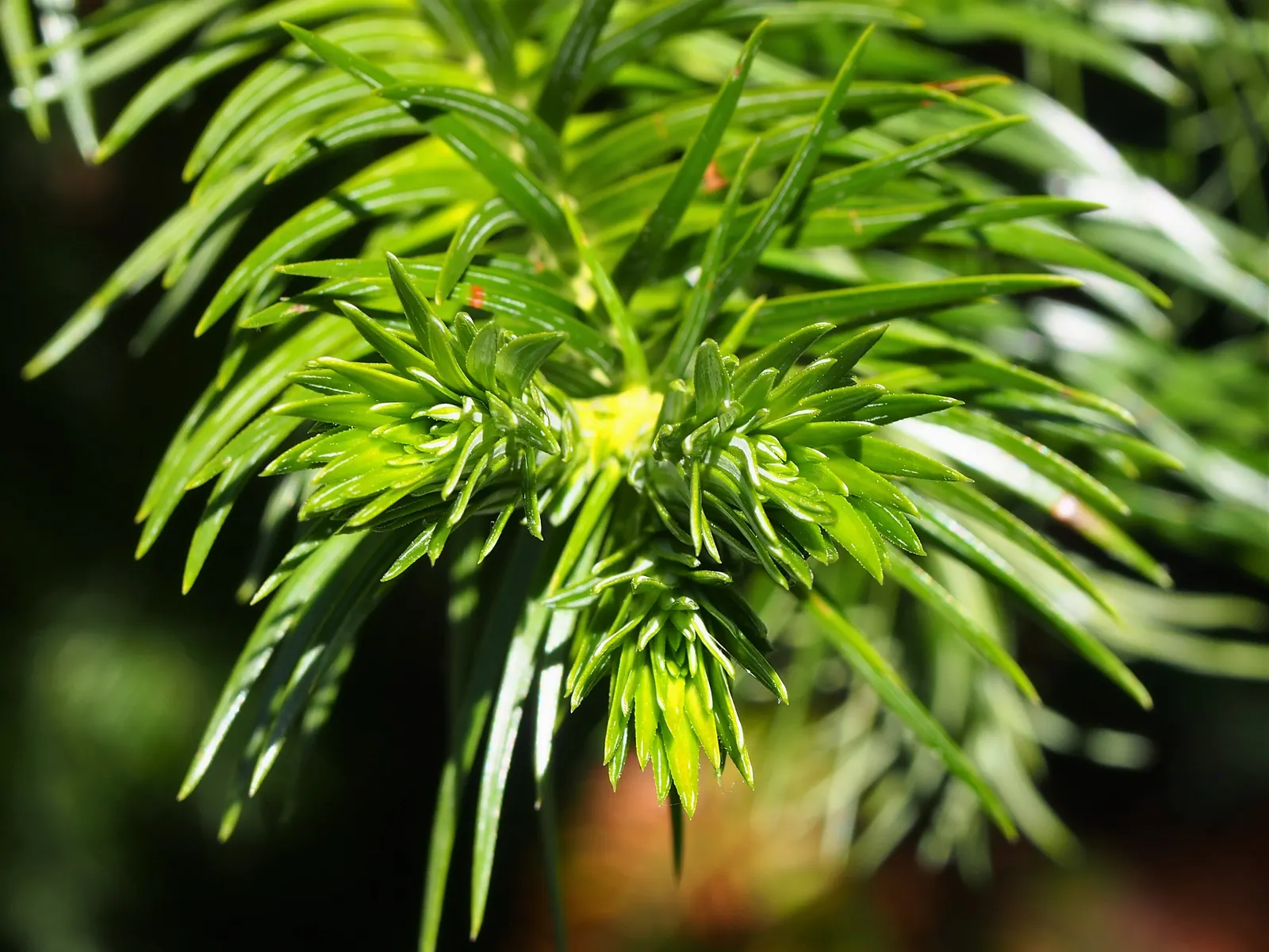 China Fir (Cunninghamia Lanceolata) — gracefully adorns the branches with a deep; providing year-round interest and moderate drought tolerance once, image 81