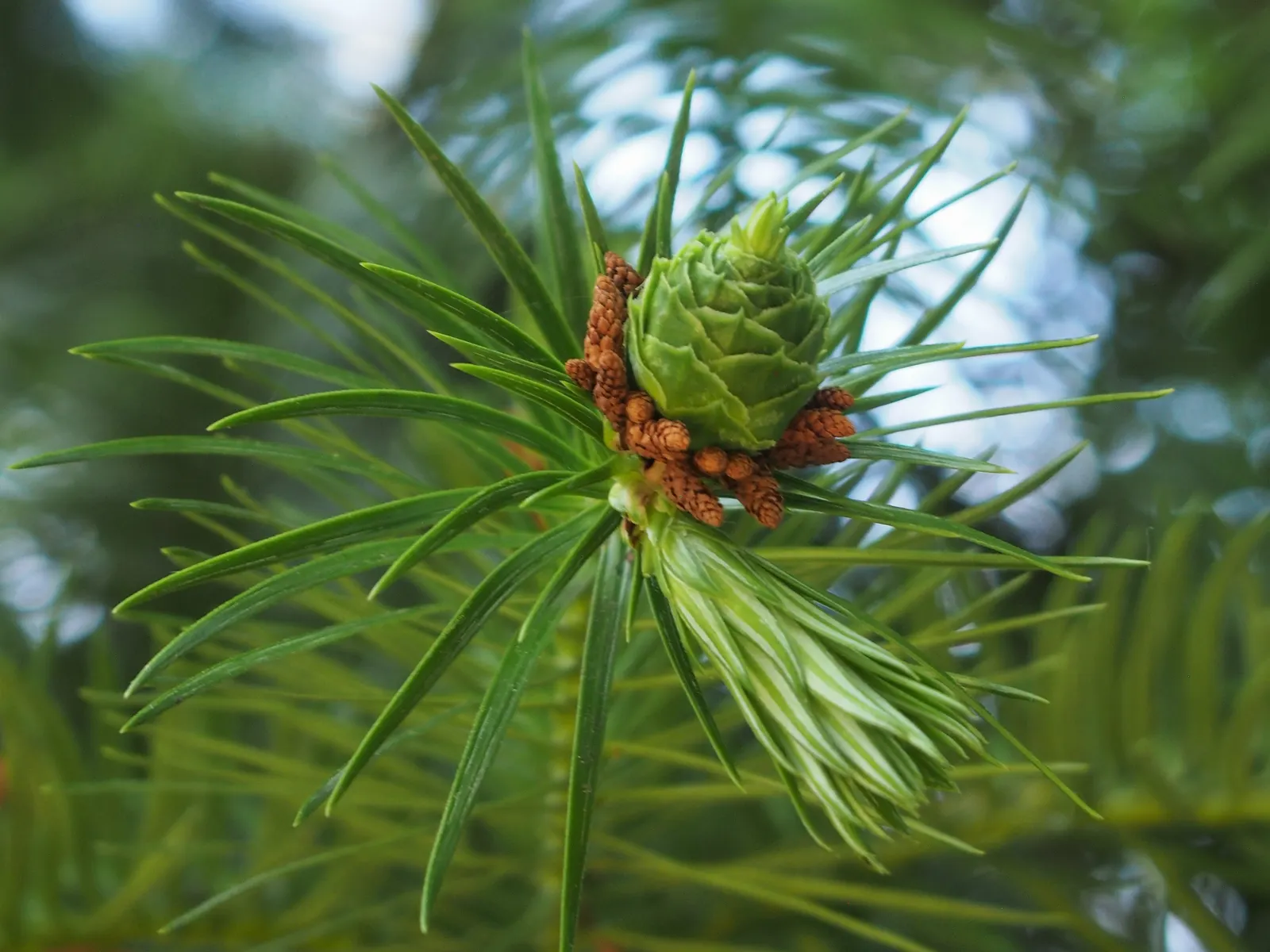 China Fir (Cunninghamia Lanceolata) — The bark adds to the plant's beauty with a reddish-brown tint that peels off in narrow strips; reaching heights of 40-70