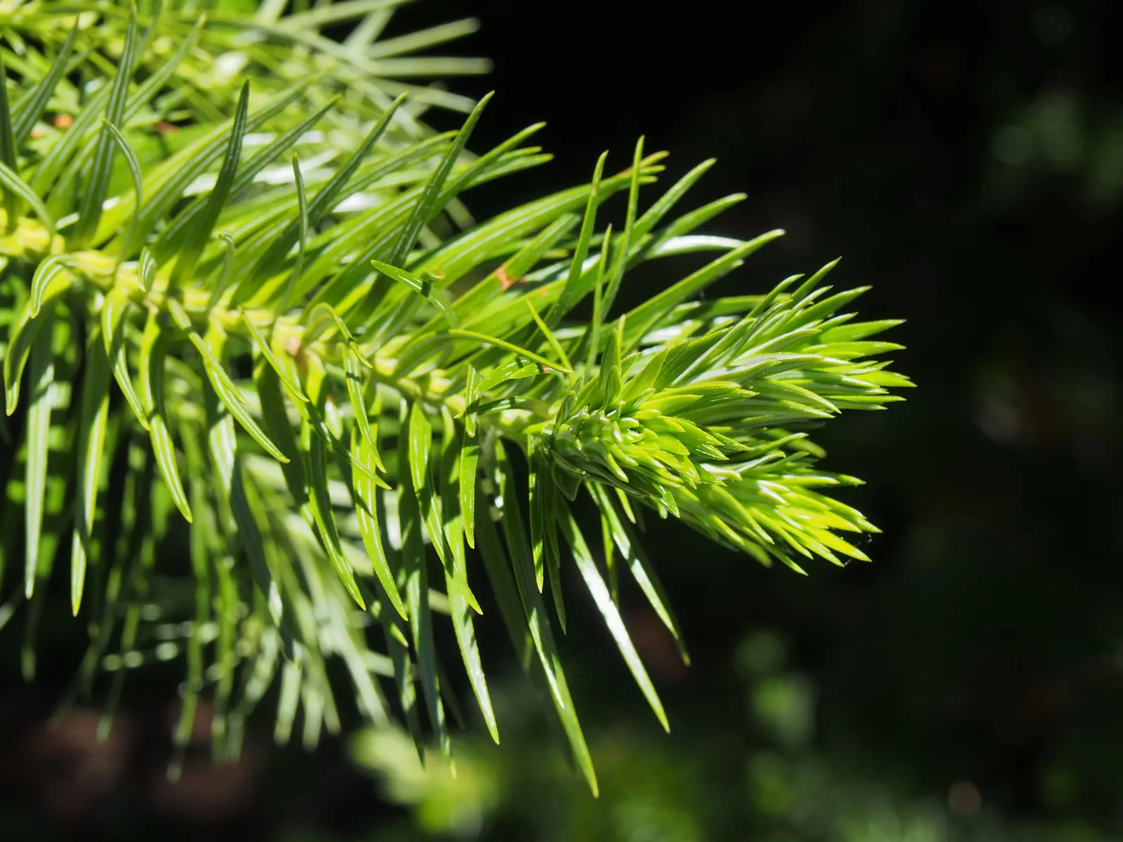 China Fir (Cunninghamia Lanceolata) — consider its potential size and provide ample space for its grand stature