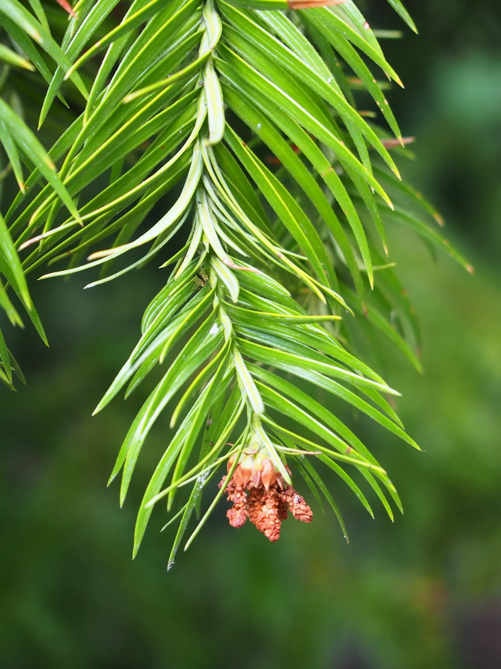 China Fir (Cunninghamia Lanceolata) — The China Fir, or Cunninghamia lanceolata, is an evergreen conifer native to China and neighboring countries