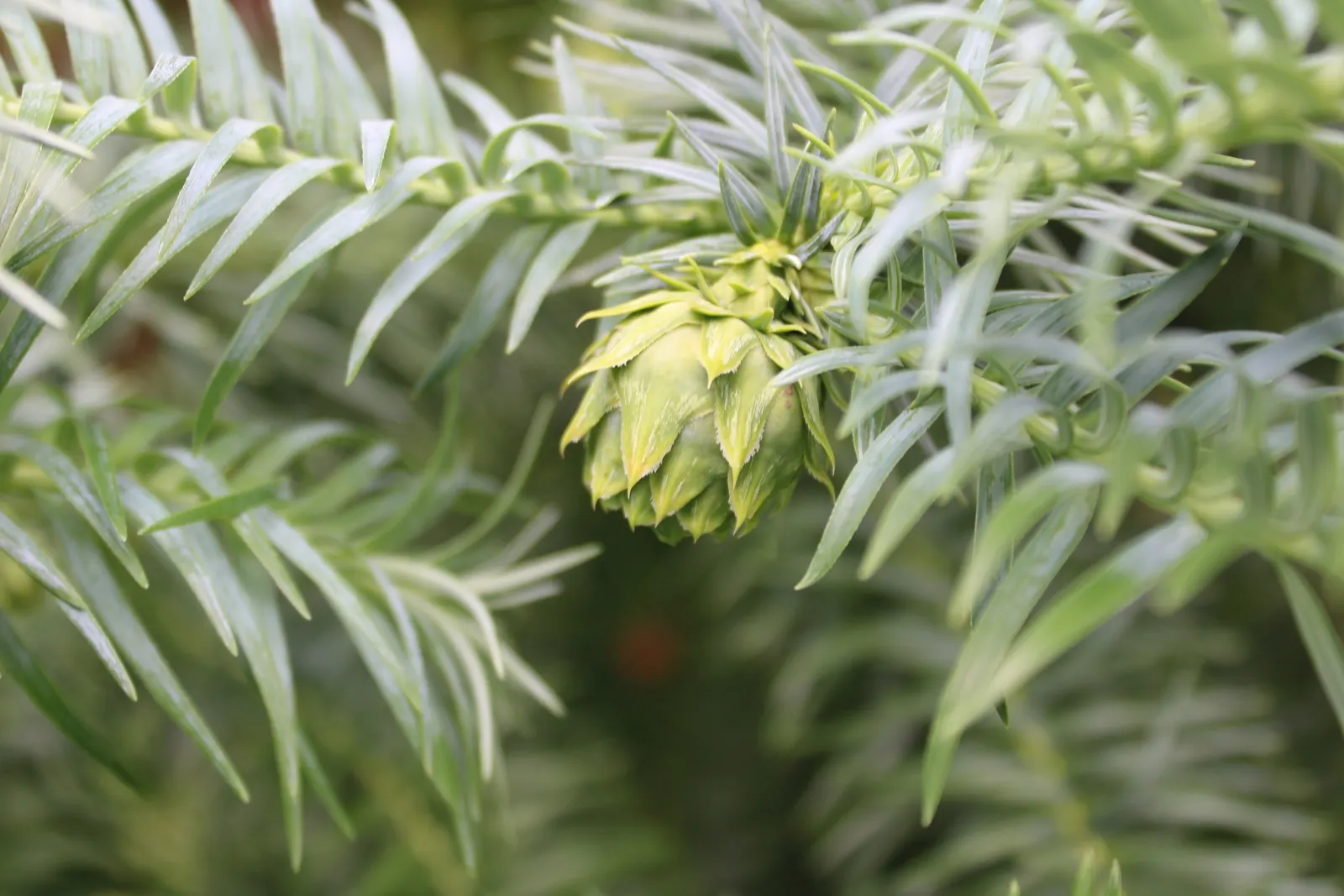 China Fir (Cunninghamia Lanceolata) — composed of lance-shaped leaves that measure up to 3 inches in length; offering dense foliage and a commanding presence