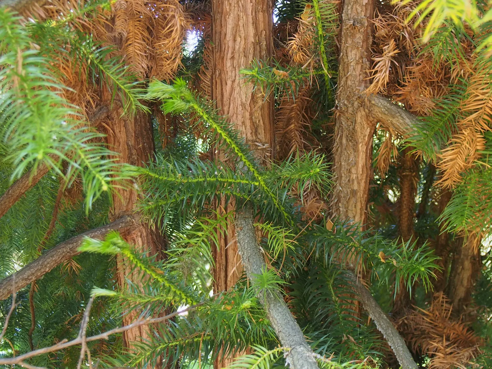 China Fir (Cunninghamia Lanceolata) — The China Fir, or Cunninghamia lanceolata, is an evergreen conifer native to China and neighboring countries, image 79