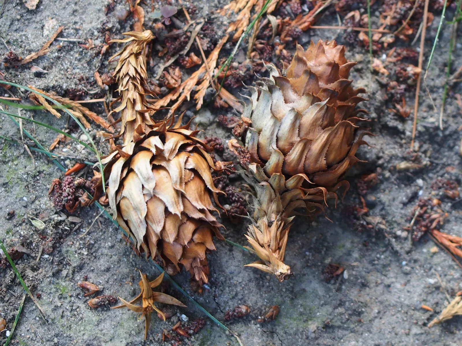 China Fir (Cunninghamia Lanceolata) — Hardy in USDA zones 7-9, this specimen thrives in full sun and well-drained soil; the China Fir, or, image 40