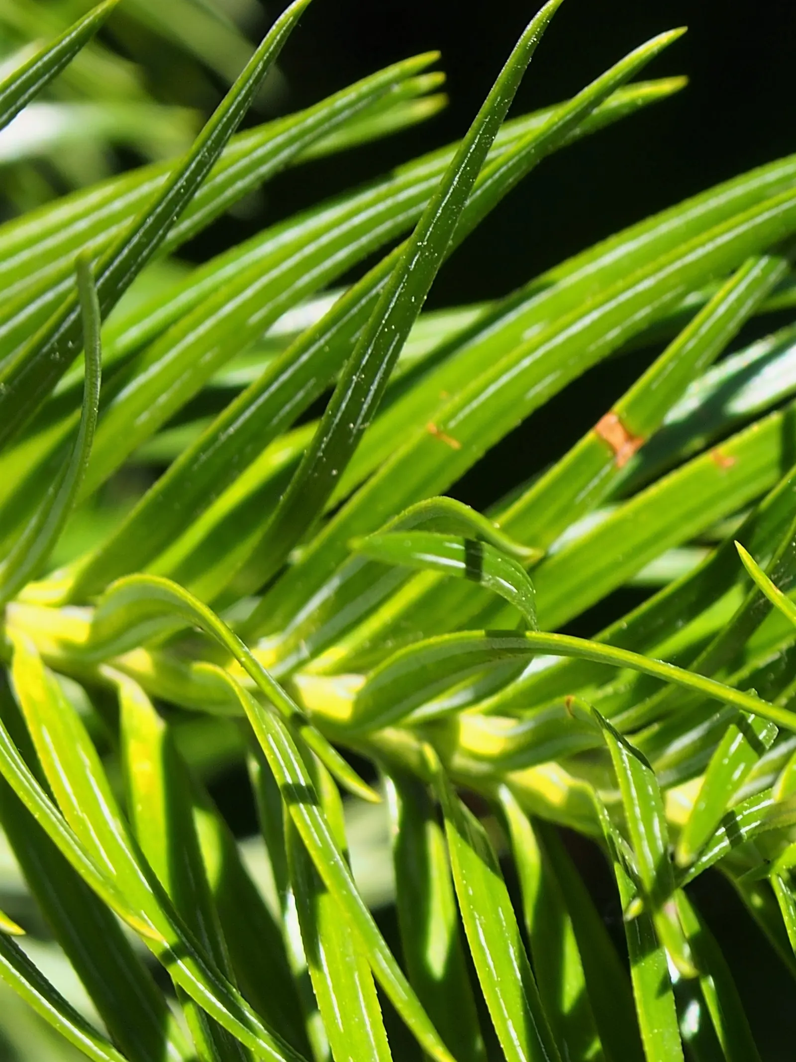 China Fir (Cunninghamia Lanceolata) — Hardy in USDA zones 7 to 9, the China Fir prefers well-drained soils and thrives in full sun or partial shade; gracefully