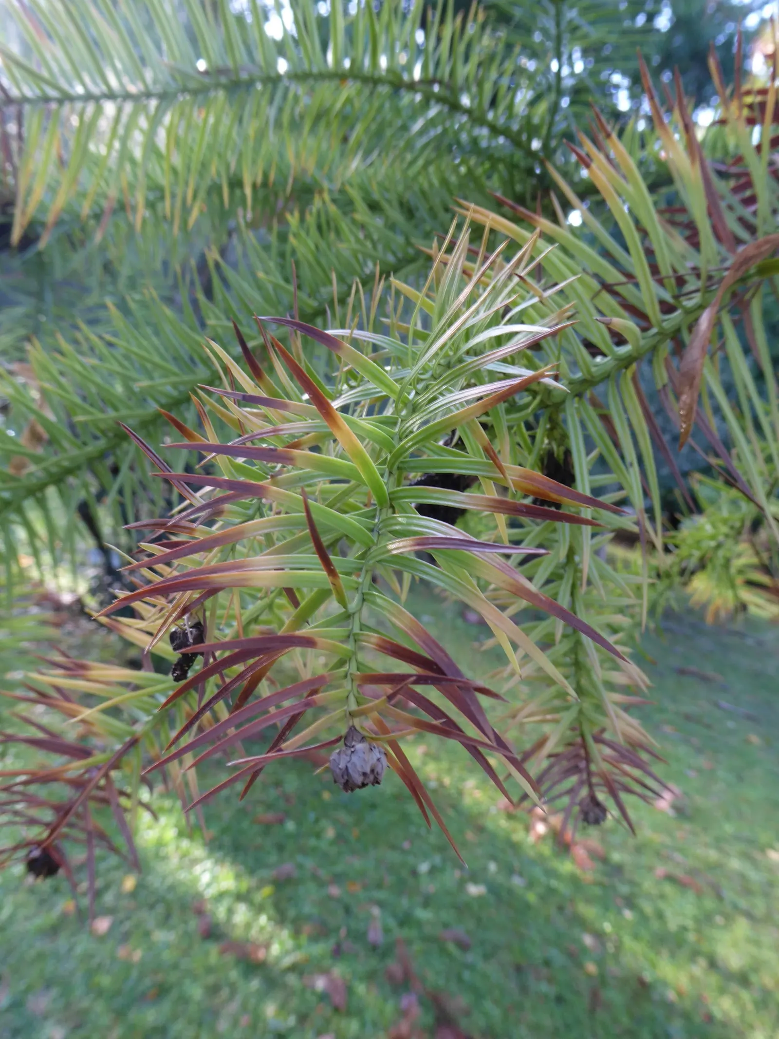 China Fir (Cunninghamia Lanceolata) — The bark adds to the plant's beauty with a reddish-brown tint that peels off in narrow strips; reaching, image 65