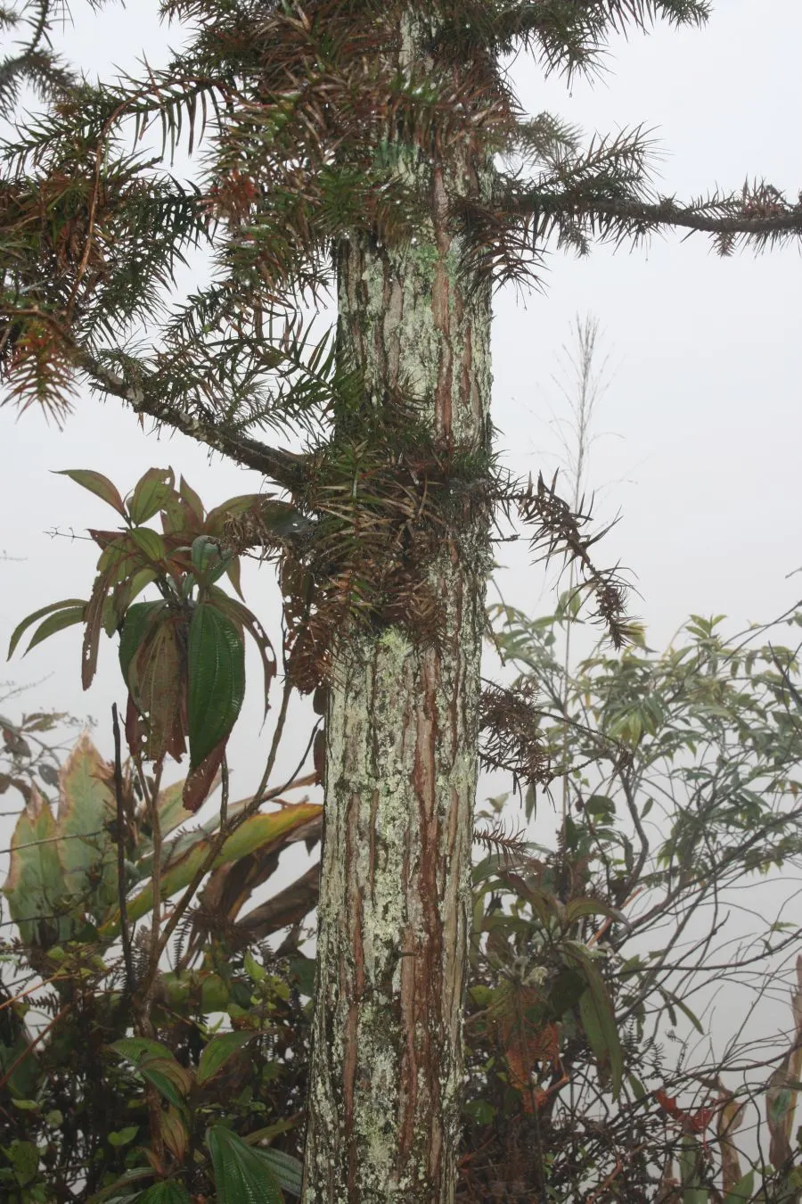 China Fir (Cunninghamia Lanceolata) — The China Fir, or Cunninghamia lanceolata, is an evergreen conifer native to China and neighboring countries, image 43