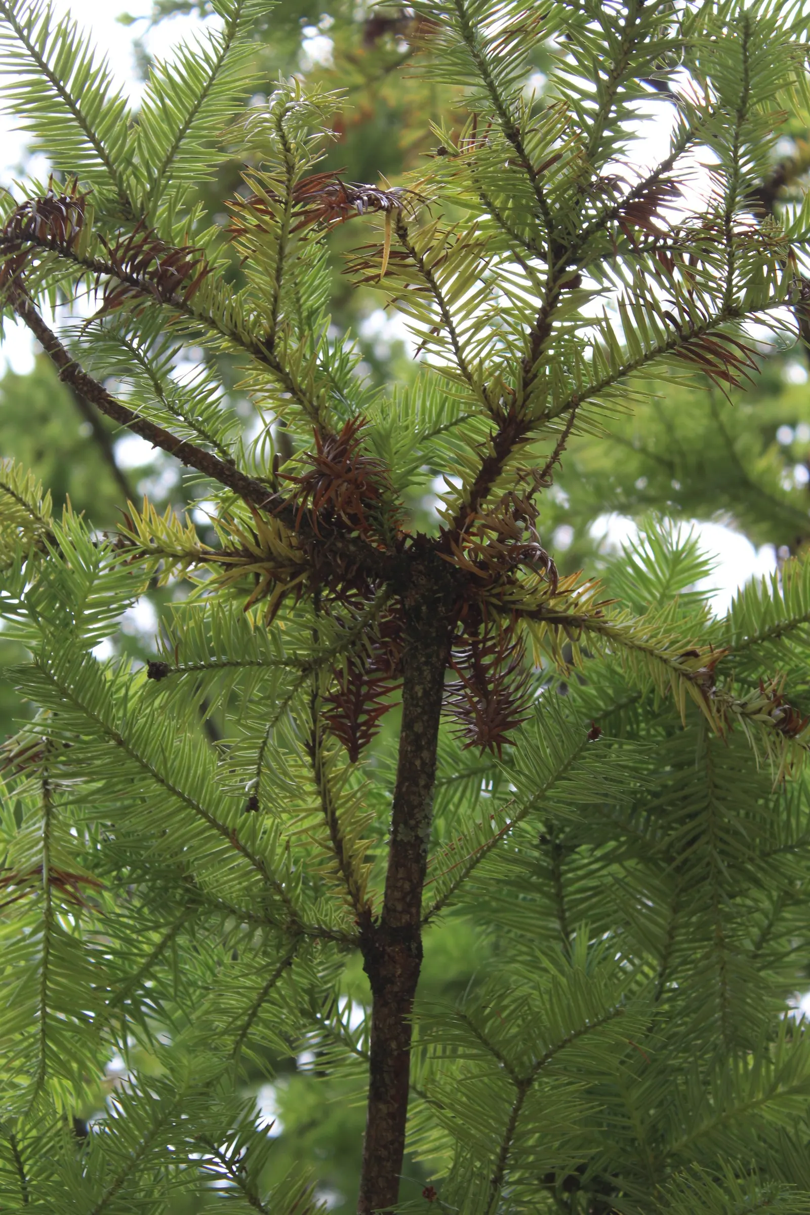 China Fir (Cunninghamia Lanceolata) — making it suitable for a variety of landscape settings.<br><br>When designing with this specimen