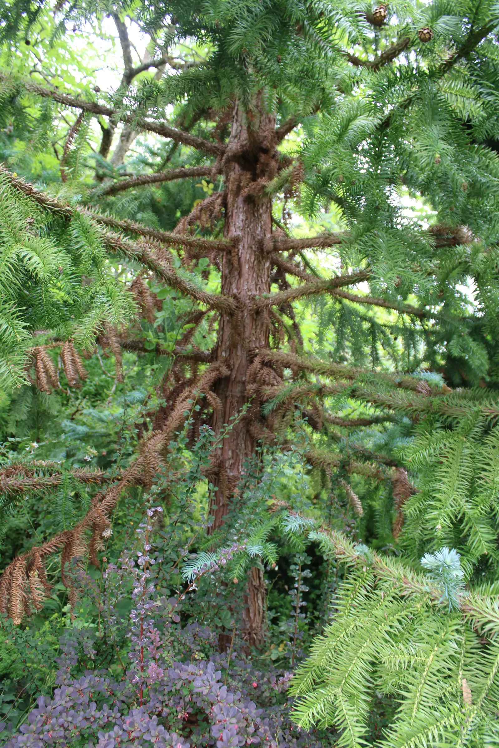China Fir (Cunninghamia Lanceolata) — arranged in a flattened spiral; it tolerates drought once established, image 82