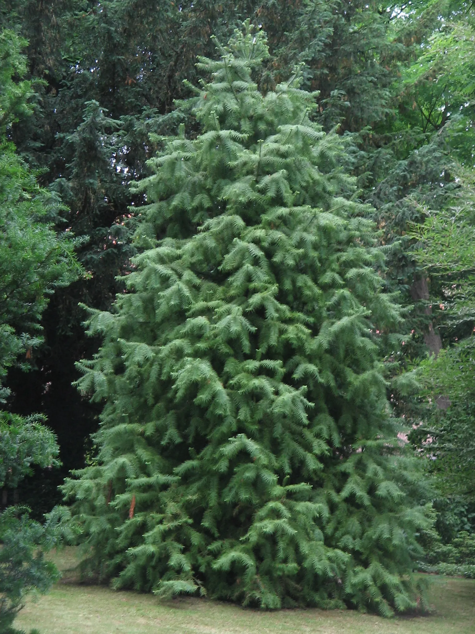 China Fir (Cunninghamia Lanceolata) — It's ideal as a focal point in large yards; is an evergreen conifer majestic in stature