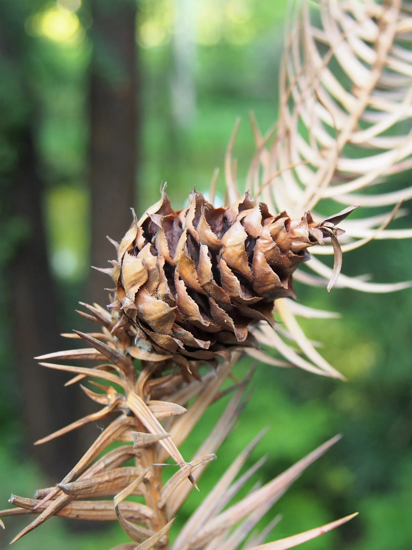 China Fir (Cunninghamia Lanceolata) — conifer / tree for full