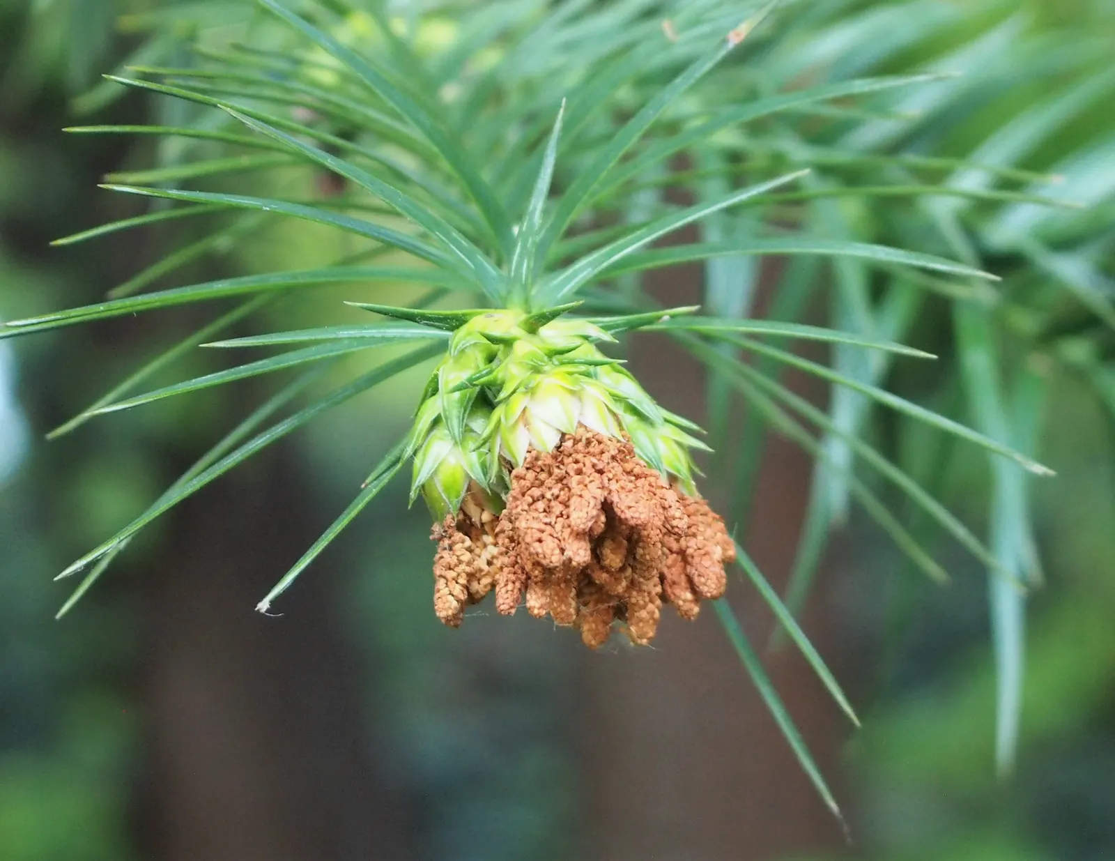 China Fir (Cunninghamia Lanceolata) — providing year-round interest and moderate drought tolerance once established; its lance-shaped, blue-green, image 78