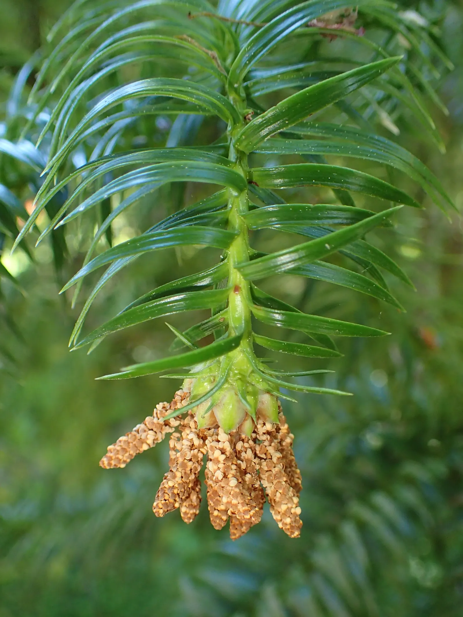 China Fir (Cunninghamia Lanceolata) — Its lance-shaped, blue-green leaves add a unique texture, while the conical form exudes elegance; conifer /, image 75