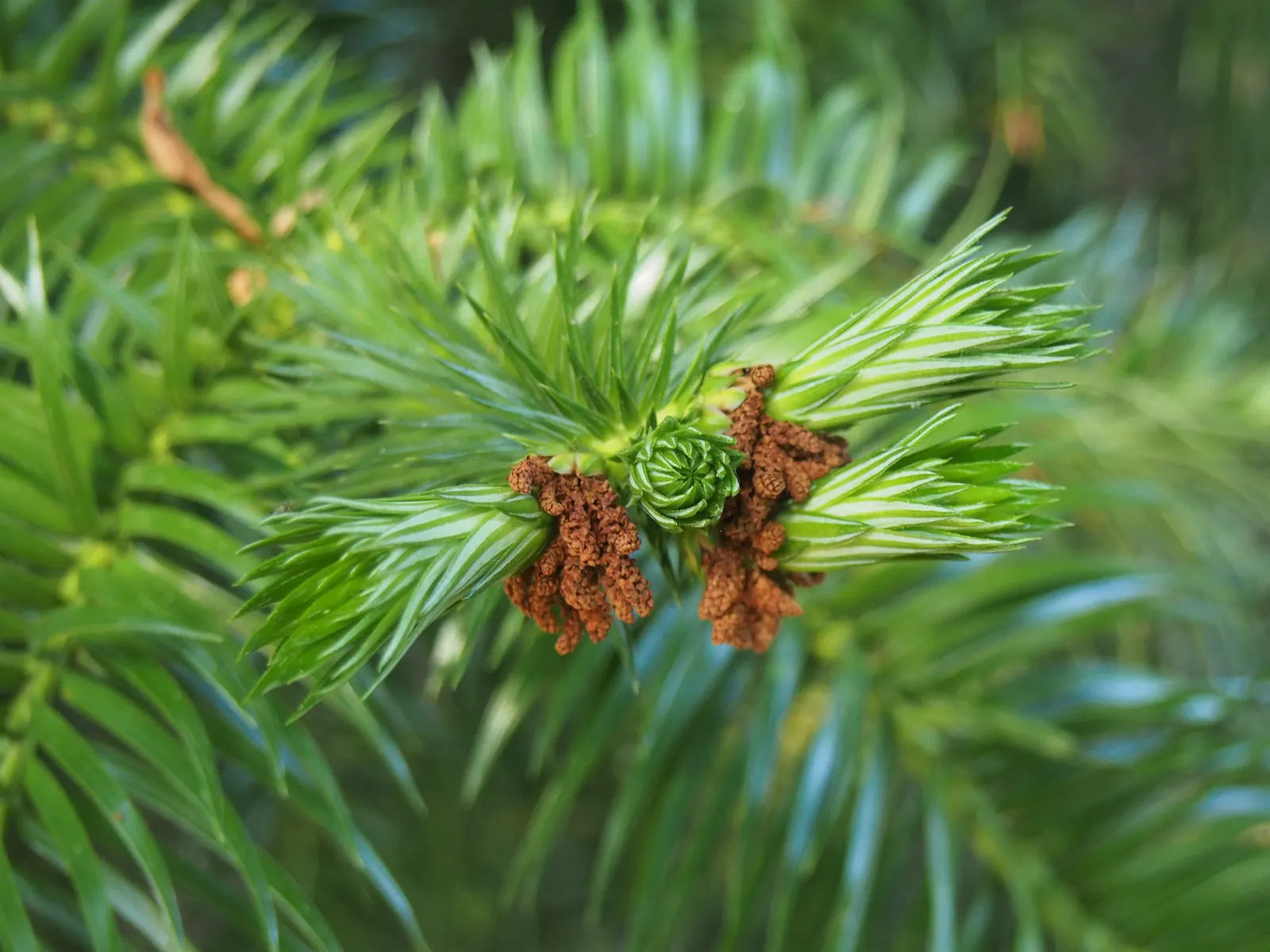 China Fir (Cunninghamia Lanceolata) — is an evergreen conifer majestic in stature; hardy in USDA zones 7-9, this specimen thrives in full sun and, image 37