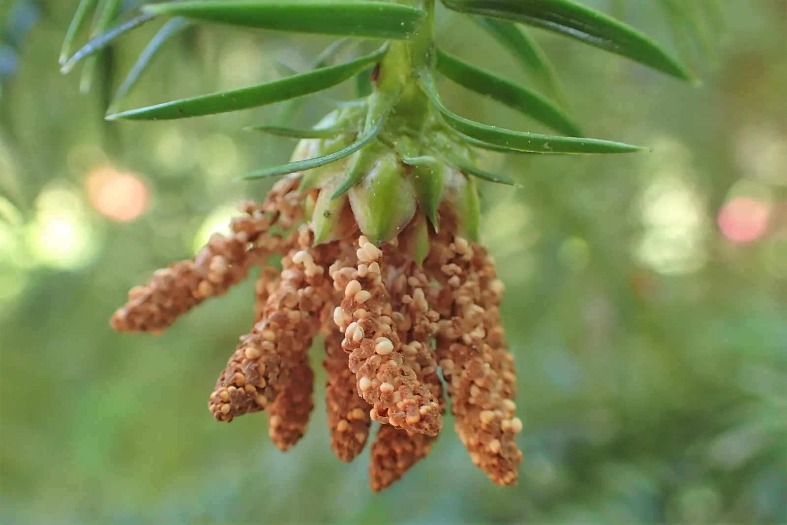 China Fir (Cunninghamia Lanceolata) — providing year-round interest and moderate drought tolerance once established; its lance-shaped, blue-green, image 42