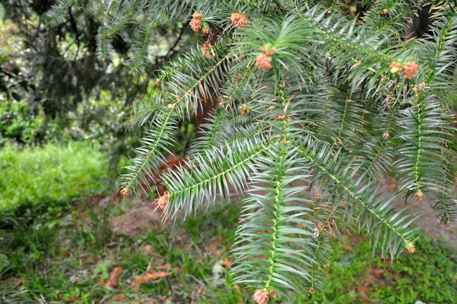 China Fir (Cunninghamia Lanceolata) — reaching heights of 40-70 feet with a spread of 15-30 feet