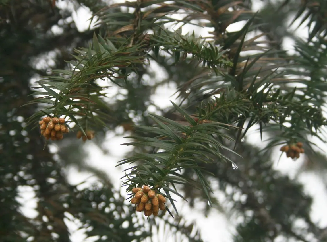 China Fir (Cunninghamia Lanceolata) — composed of lance-shaped leaves that measure up to 3 inches in length; offering dense foliage and a, image 44
