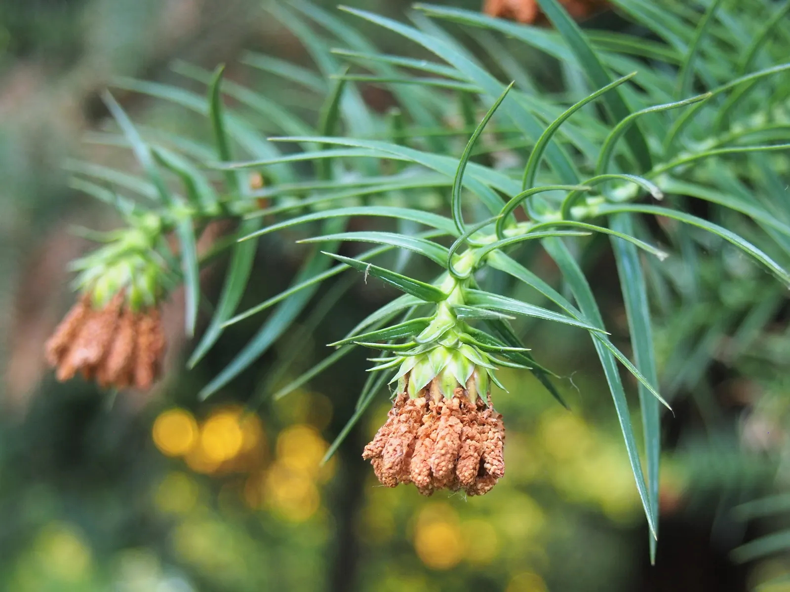 China Fir (Cunninghamia Lanceolata) — It tolerates drought once established; it's ideal as a focal point in large yards