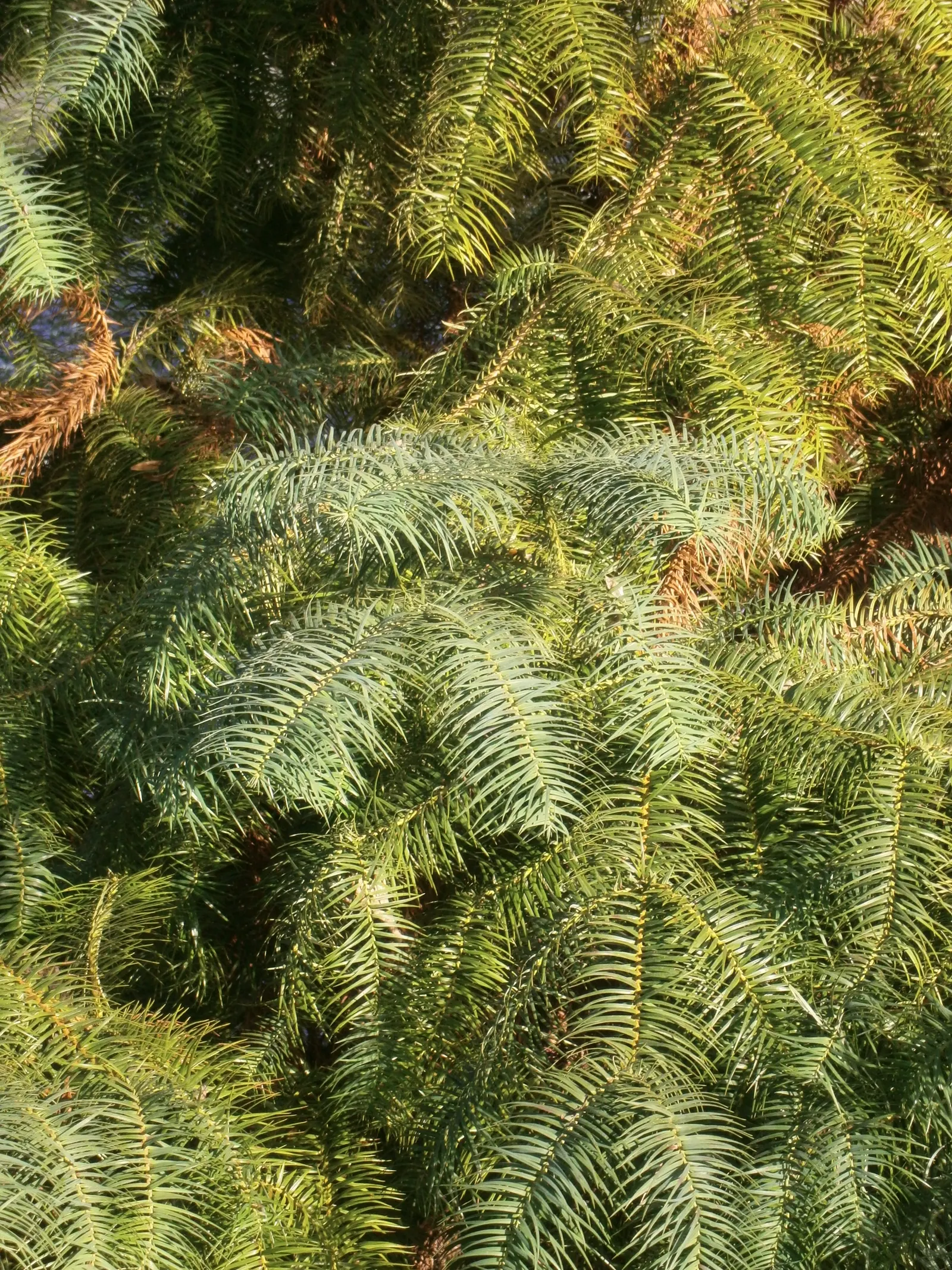 China Fir (Cunninghamia Lanceolata) — consider its potential size and provide ample space for its grand stature; hardy in USDA zones 7 to 9, the China Fir