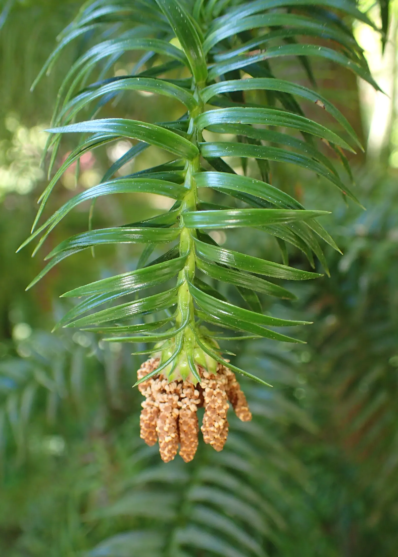 China Fir (Cunninghamia Lanceolata) — Its lance-shaped, blue-green leaves add a unique texture, while the conical form exudes elegance