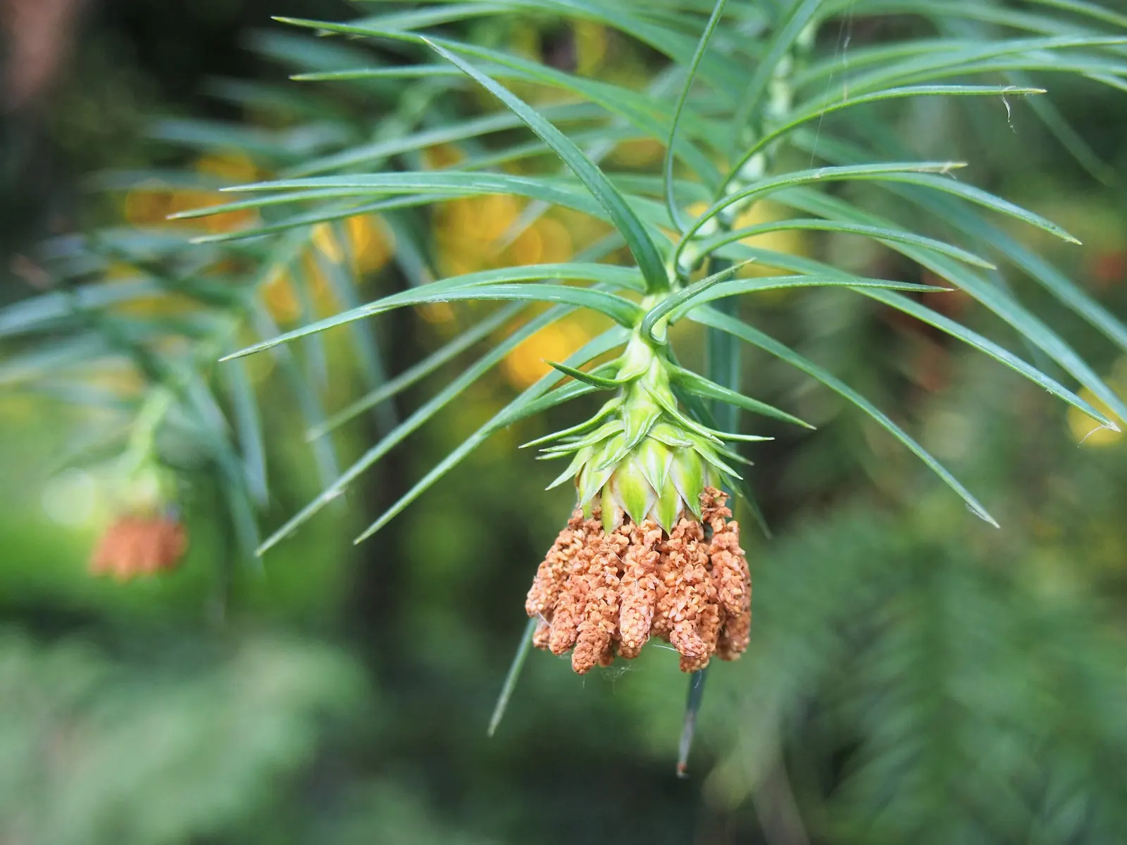 China Fir (Cunninghamia Lanceolata) — It's perfect for creating vertical accents in large landscapes