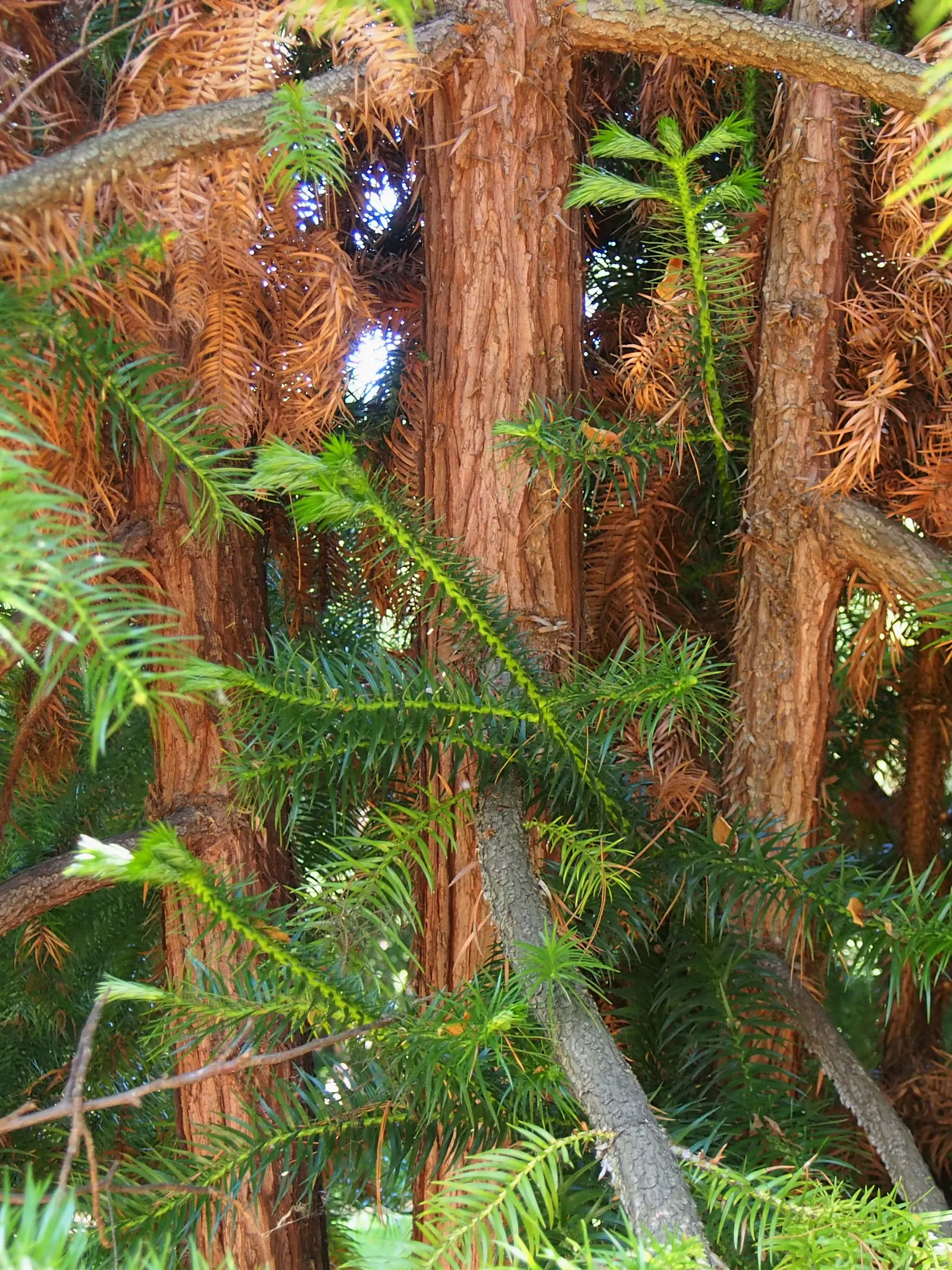 China Fir (Cunninghamia Lanceolata) — is an evergreen conifer majestic in stature