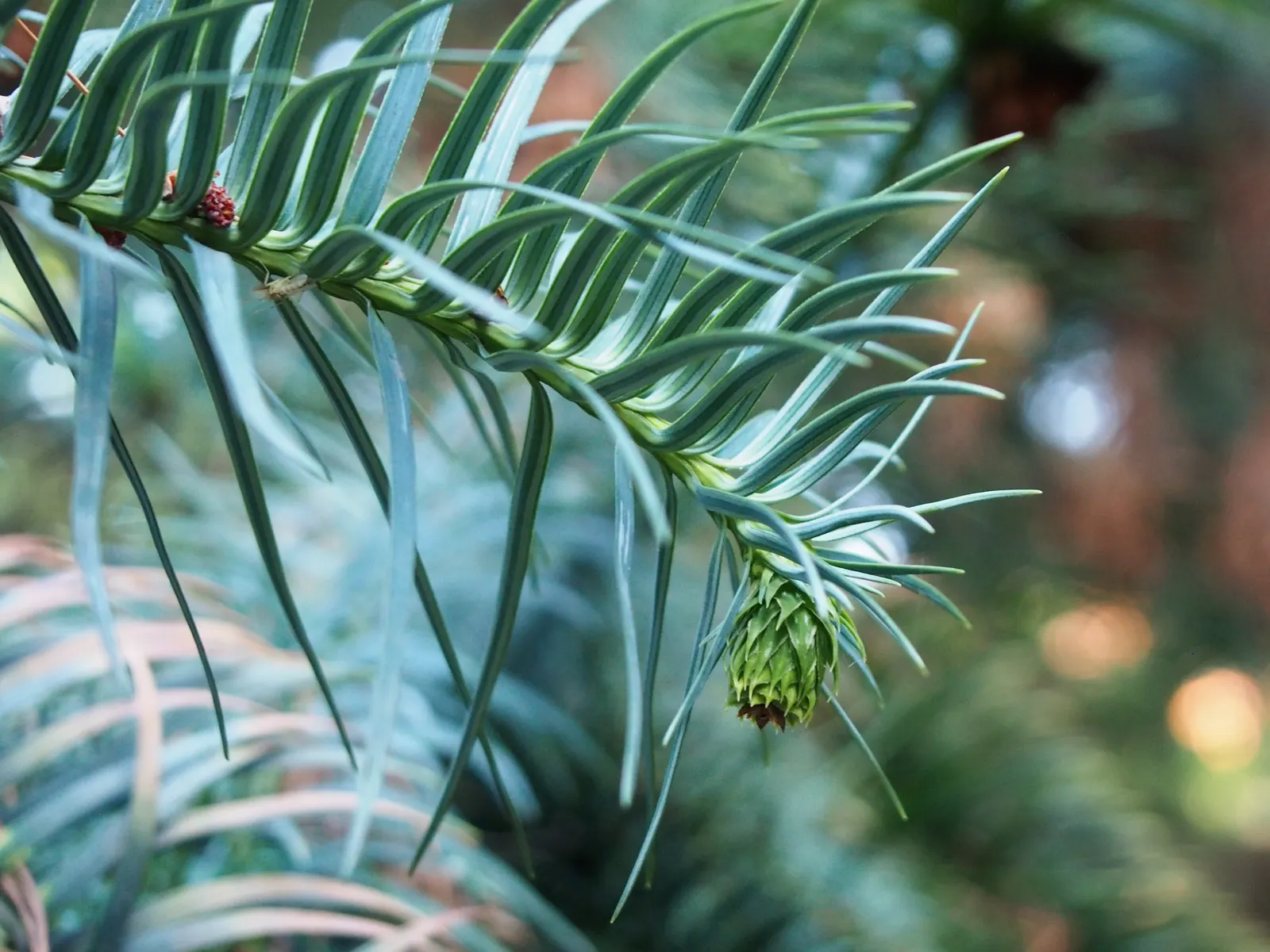 China Fir (Cunninghamia Lanceolata) — making it suitable for a variety of landscape settings.<br><br>When designing with this specimen; it's perfect for