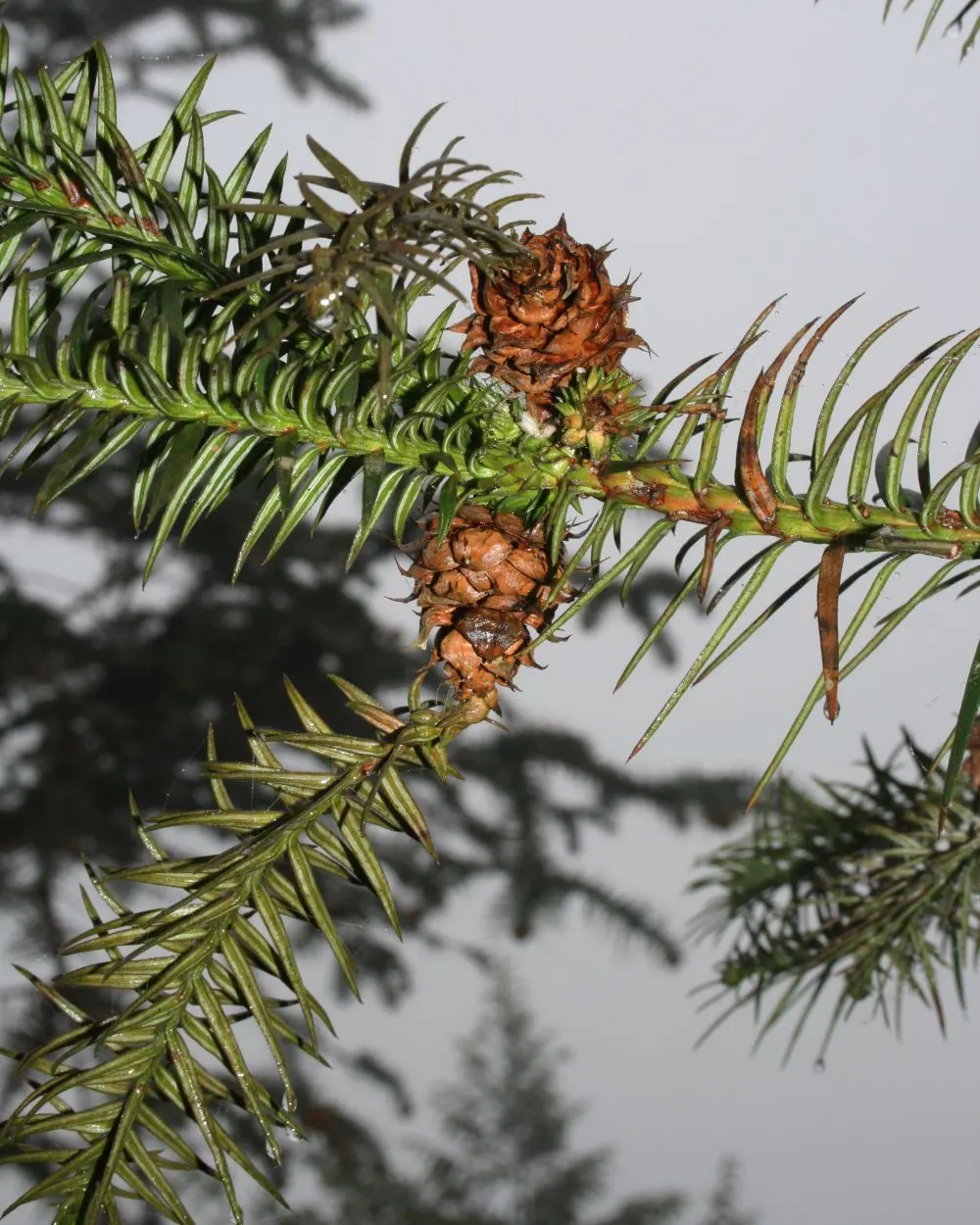 China Fir (Cunninghamia Lanceolata) — Its lance-shaped, blue-green leaves add a unique texture, while the conical form exudes elegance; conifer / tree for full