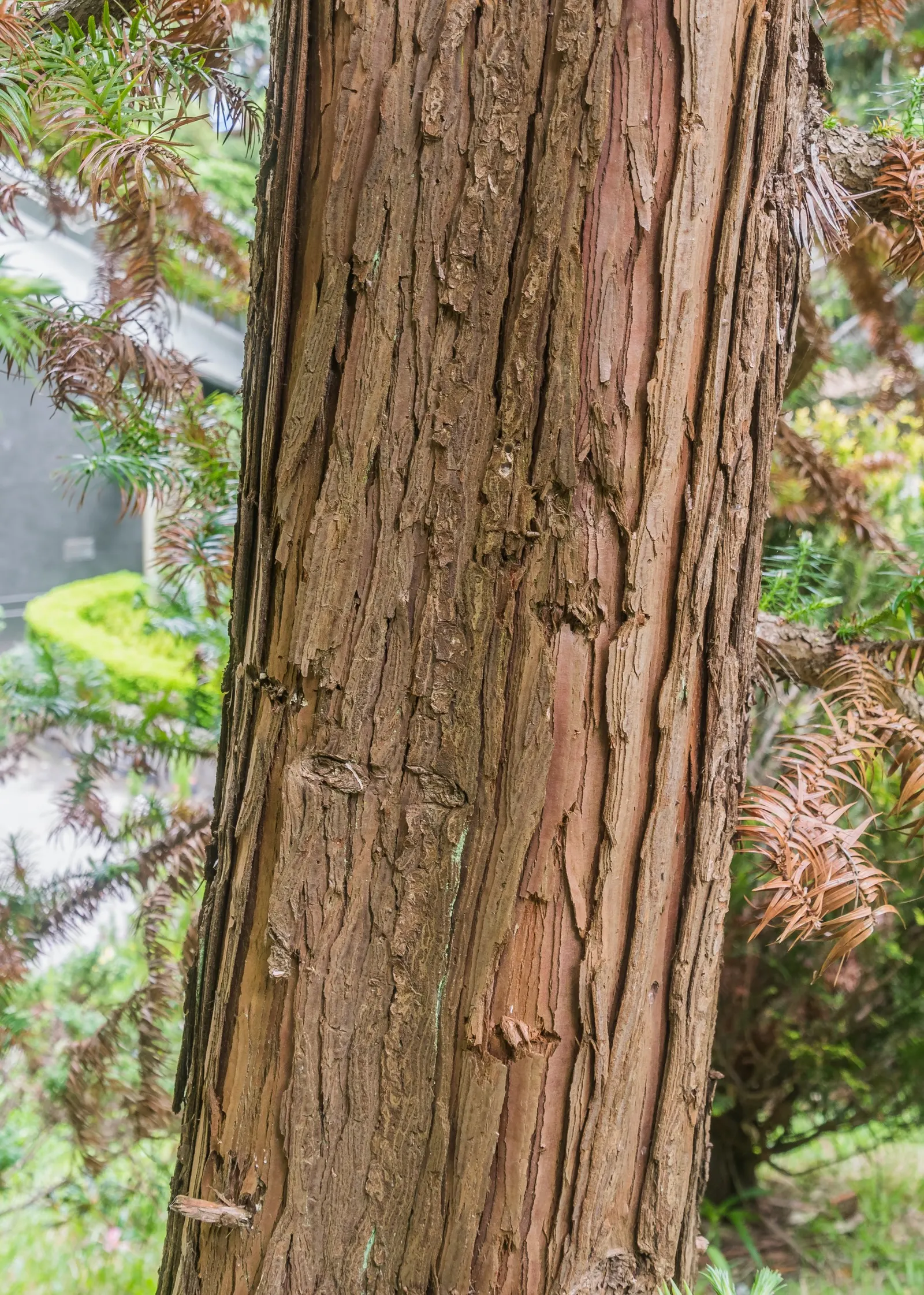 China Fir (Cunninghamia Lanceolata) — conifer / tree for full; consider its potential size and provide ample space for its grand stature