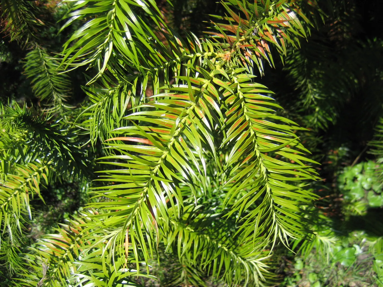 China Fir (Cunninghamia Lanceolata) — The China Fir, or Cunninghamia lanceolata, is an evergreen conifer native to China and neighboring countries; arranged in