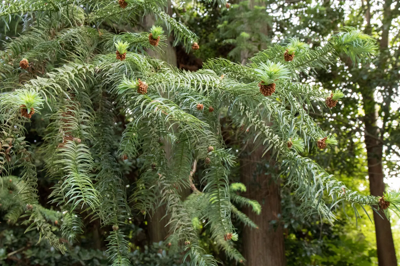 China Fir (Cunninghamia Lanceolata) — It's perfect for creating vertical accents in large landscapes; making it suitable for a variety of landscape, image 59