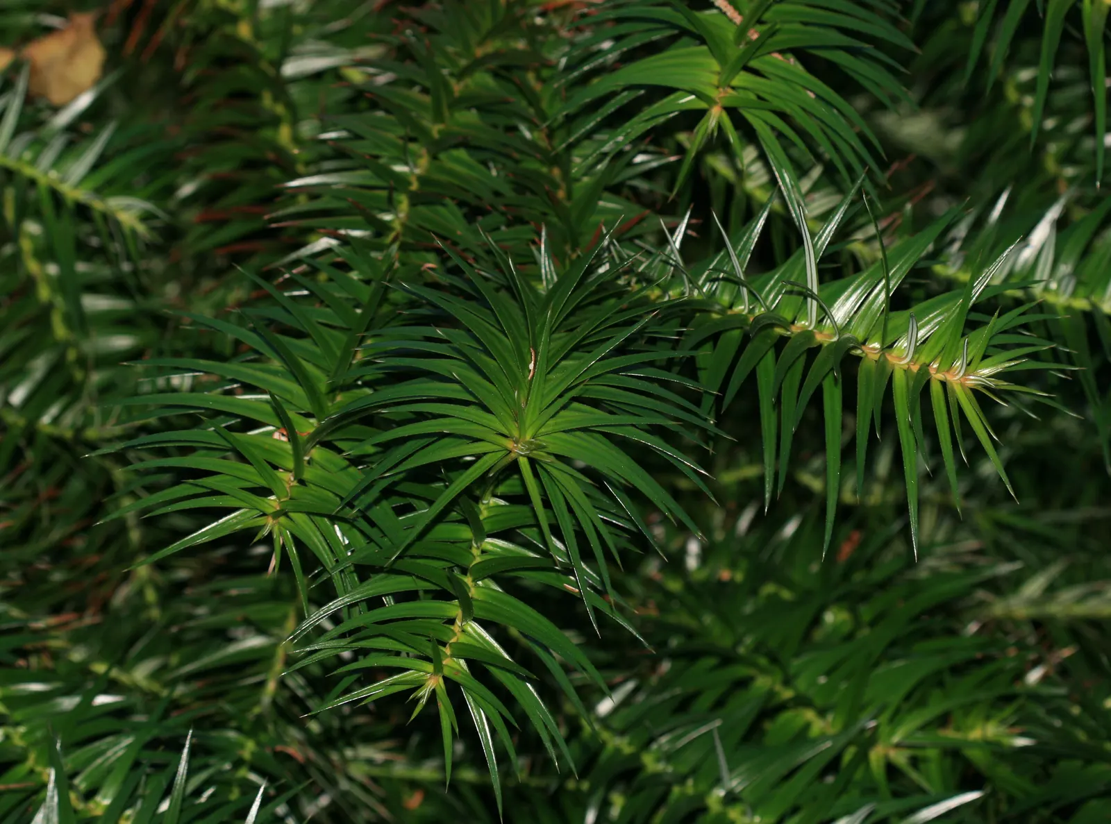 China Fir (Cunninghamia Lanceolata) — The bark adds to the plant's beauty with a reddish-brown tint that peels off in narrow strips; reaching, image 83